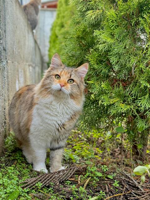 Fluffy Calico Cat In Garden