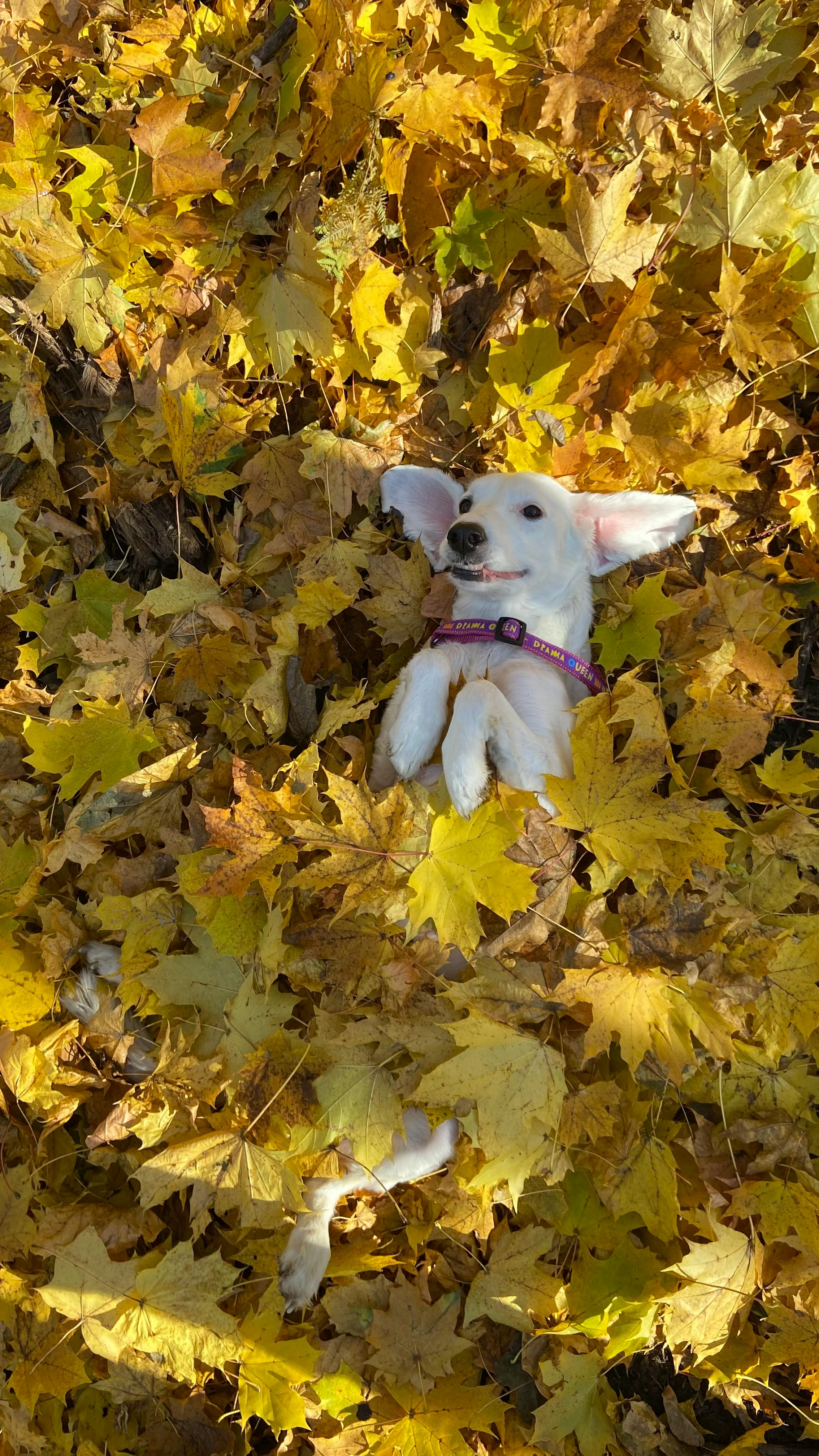 White Dog Lying in Autumn Leaves