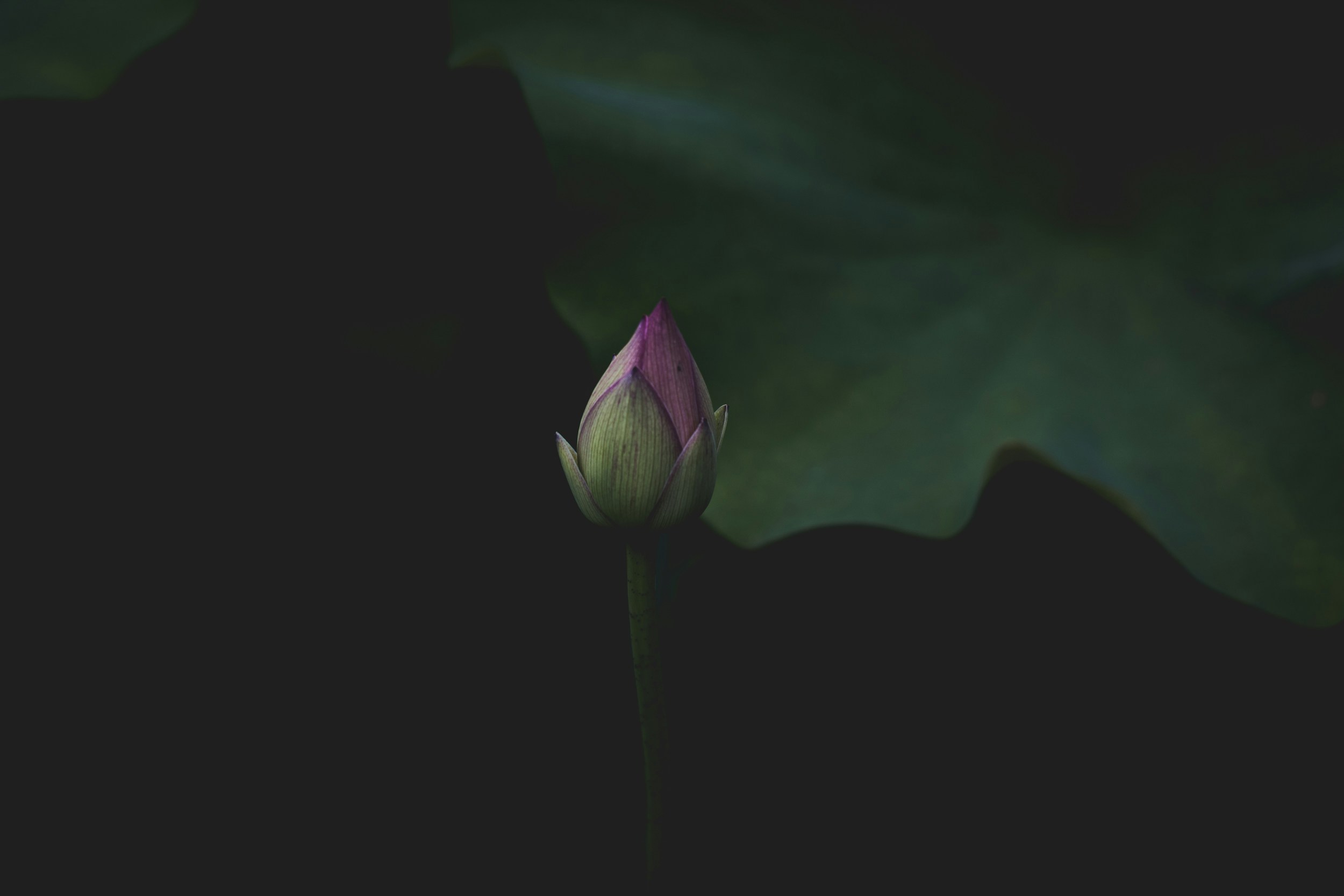 Unopened Lotus Bud