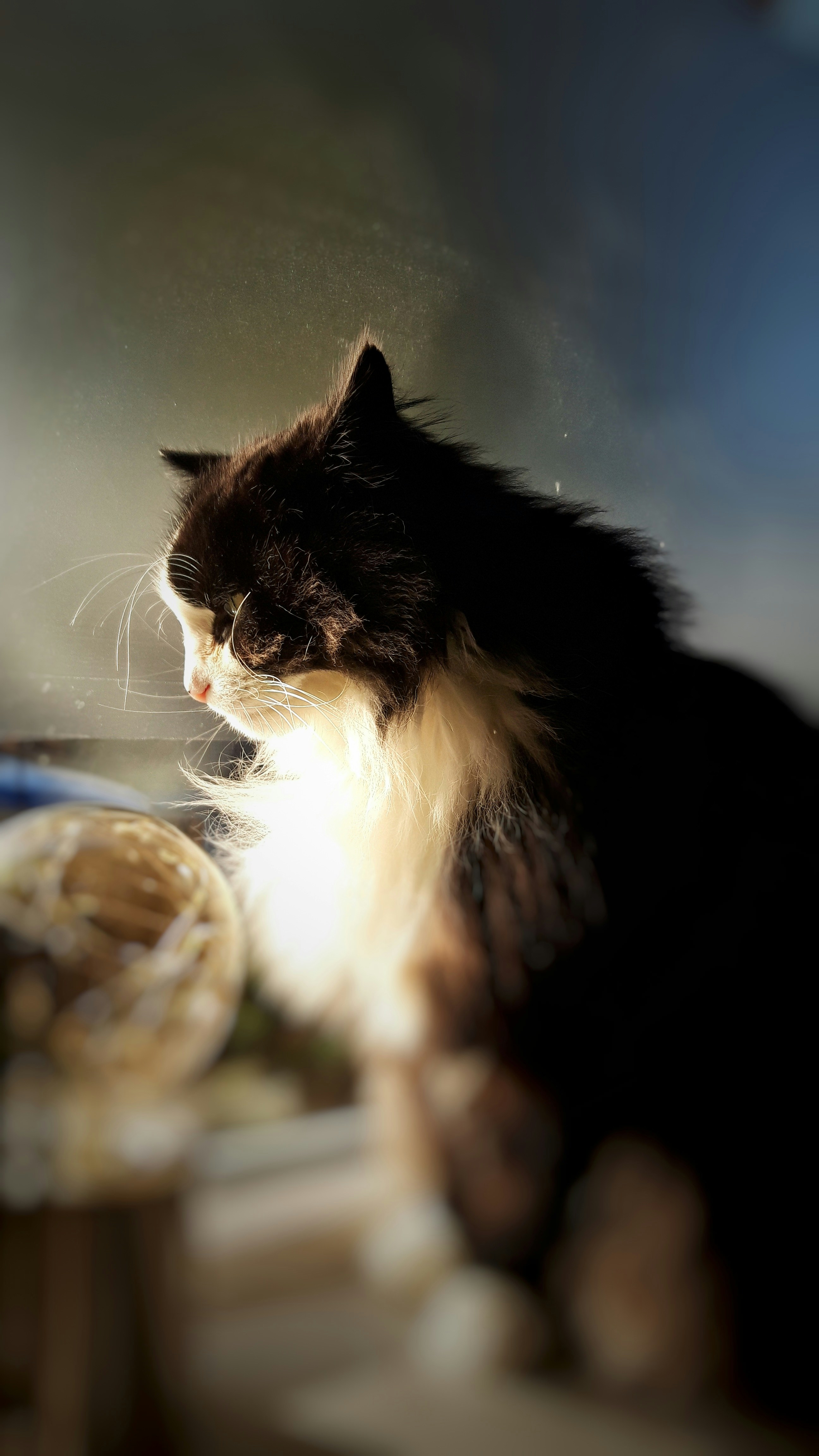 Black and White Cat By Sunlit Window