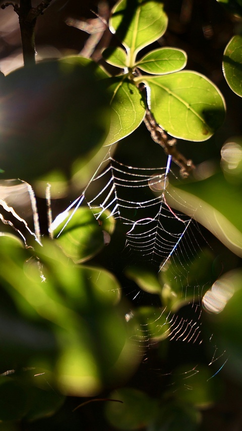 Spider Web Among Green Leaves