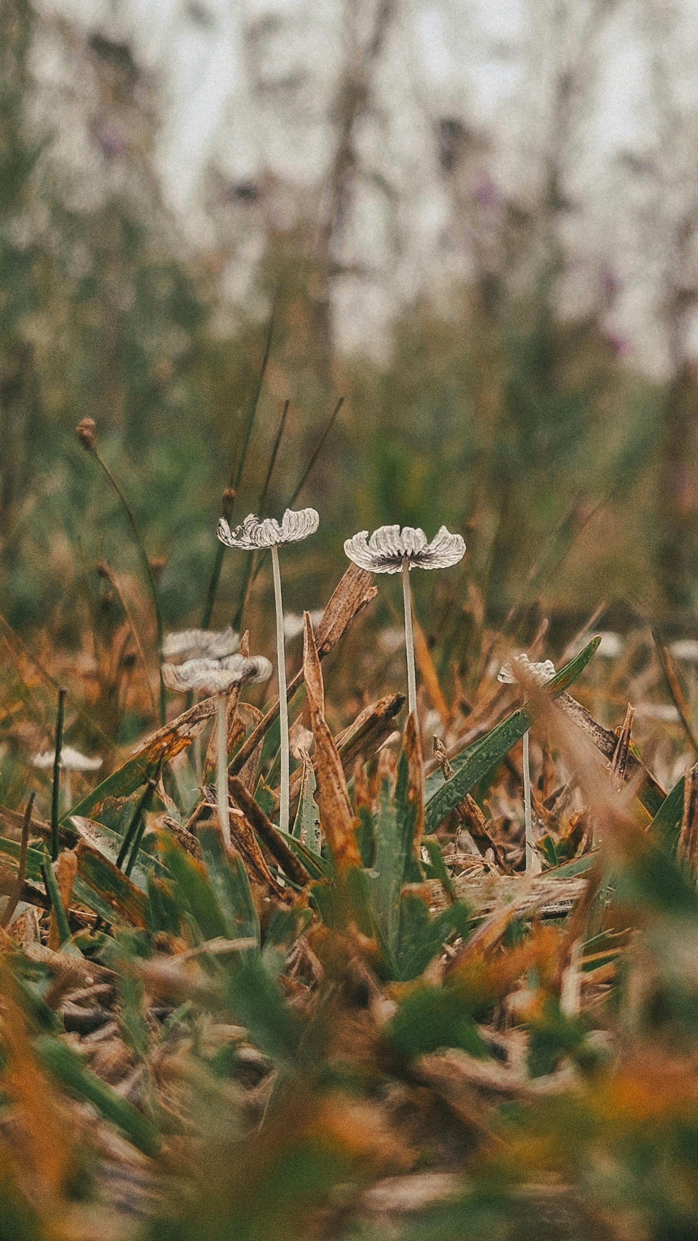 Small Wild Mushrooms Growing in Grass