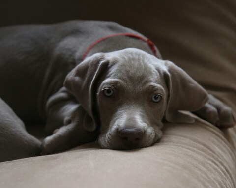 Weimaraner Puppy Resting on Couch