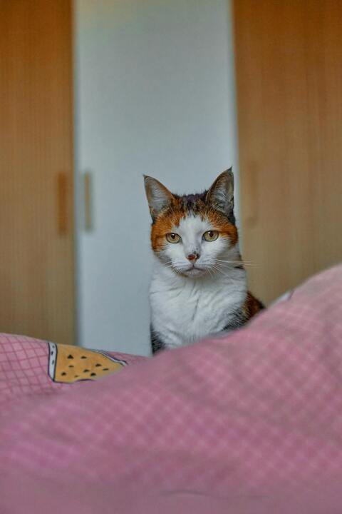 Calico Cat Peeking Over Bed