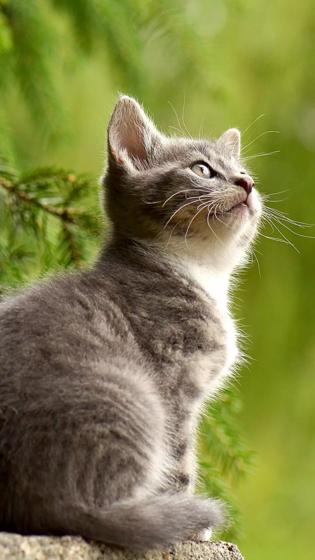 Gray Kitten Looking Up Outdoors