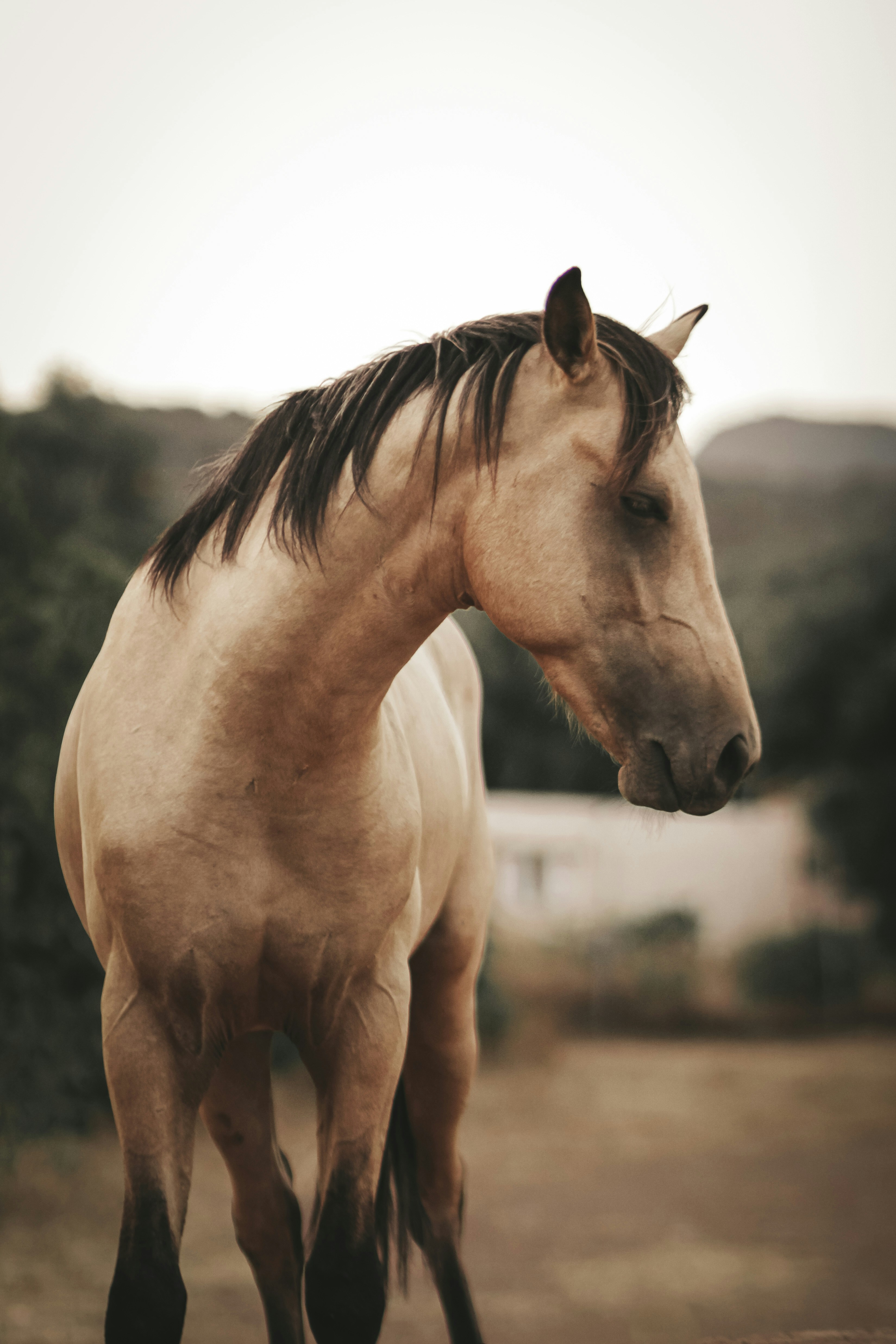 Buckskin Horse in Rural Pasture
