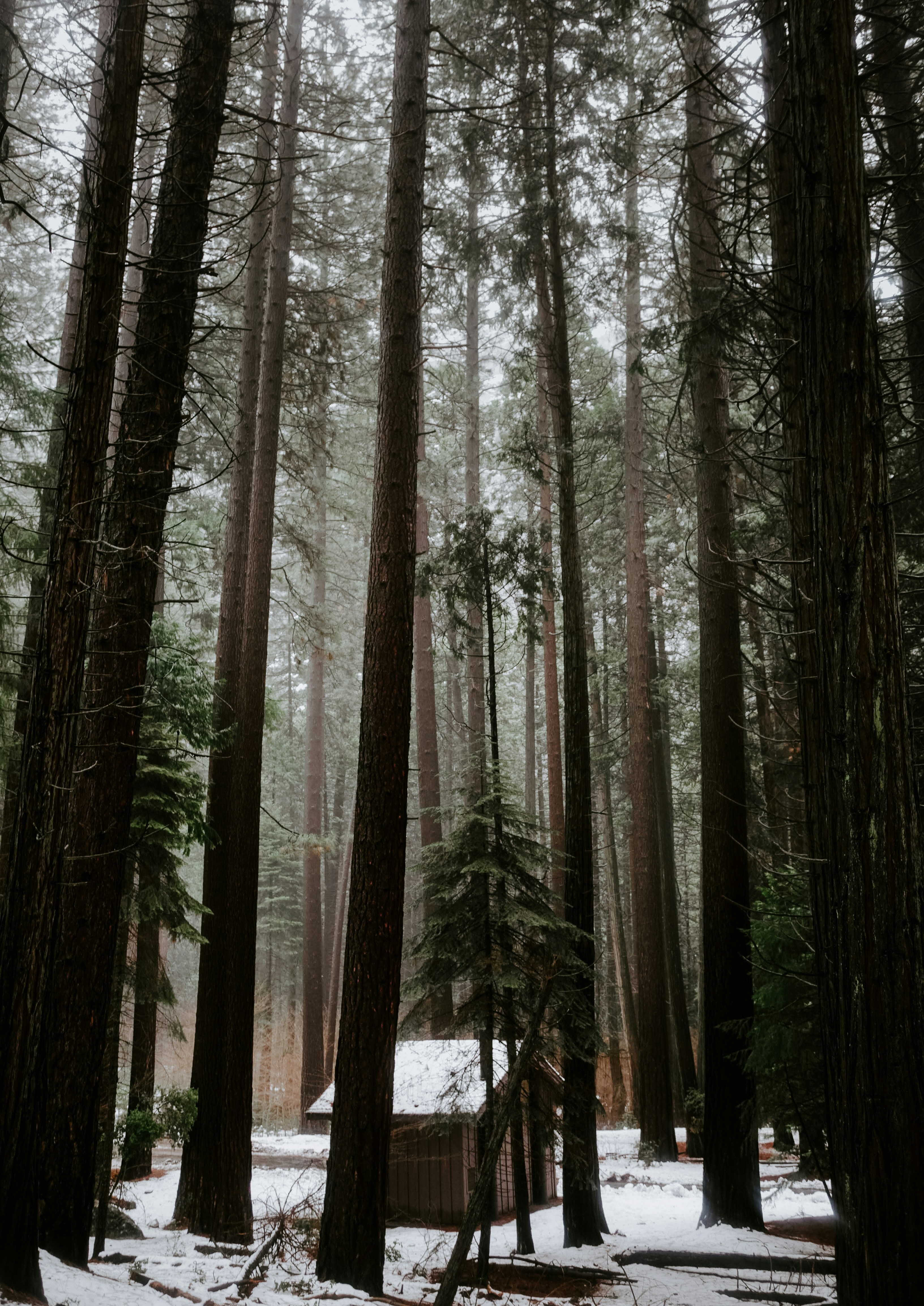 Snowy Forest Cabin