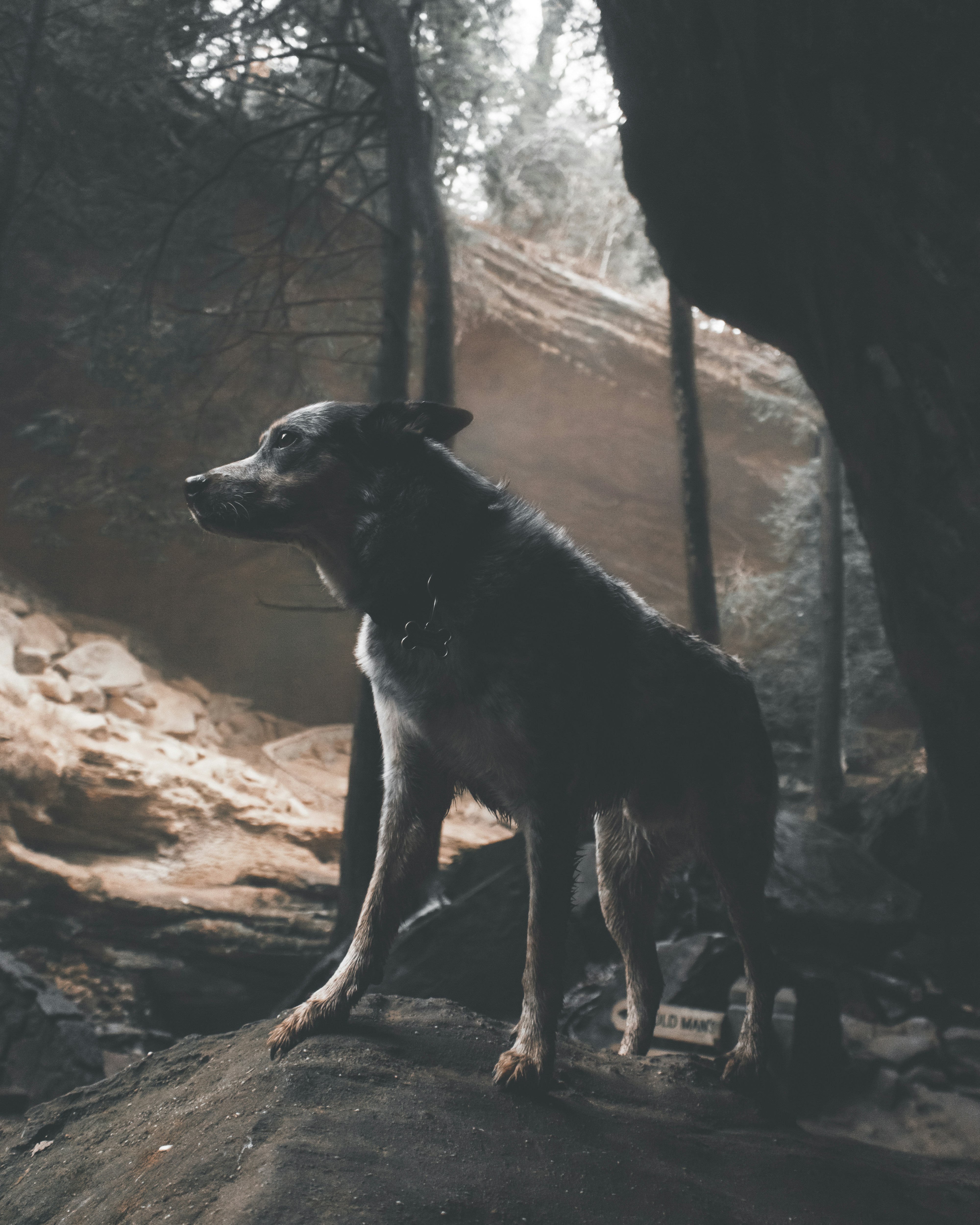 Dog Standing on Rock in Forest