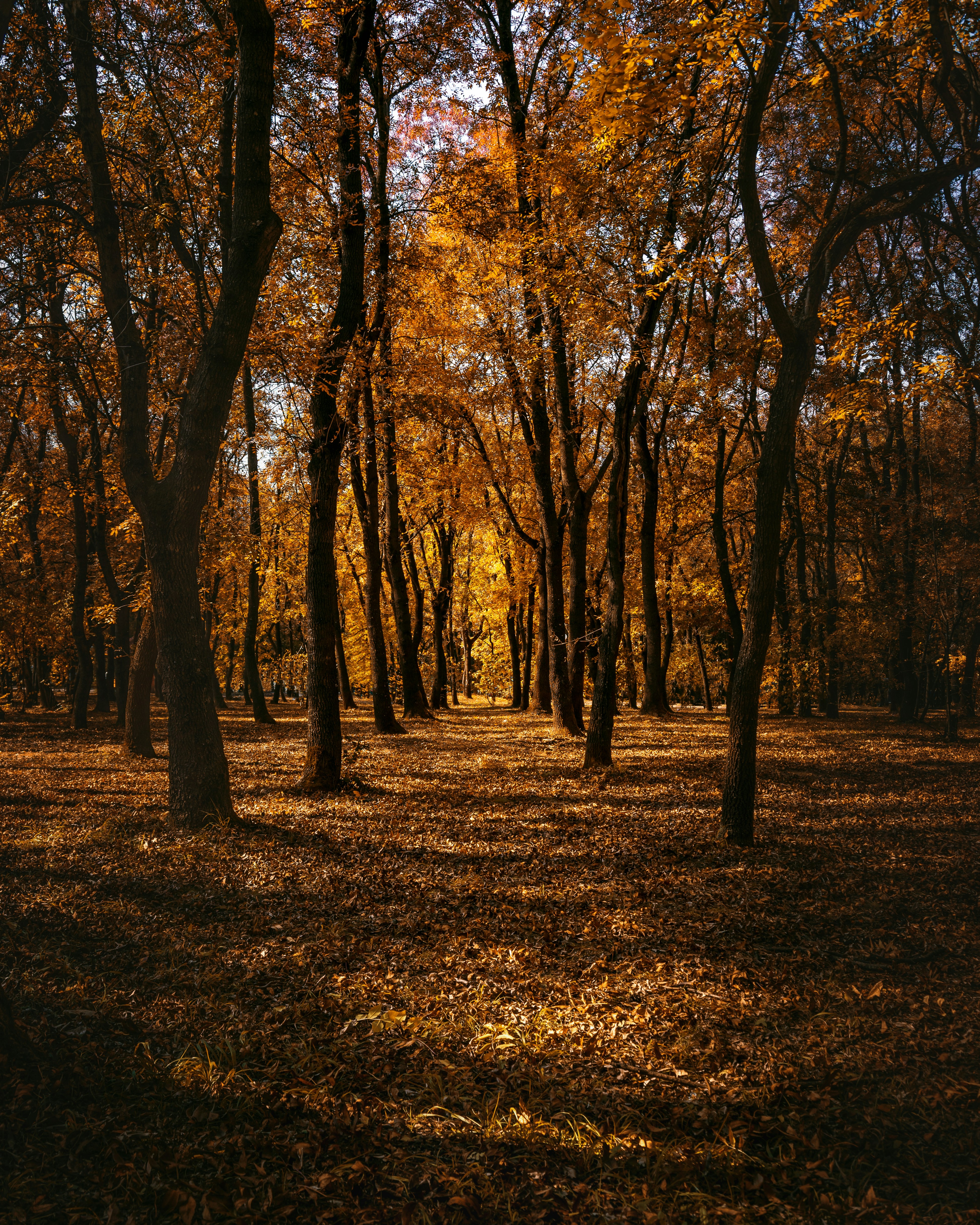Sunlit Autumn Forest Path