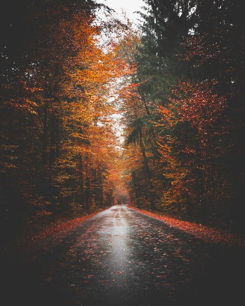 Autumn Forest Road