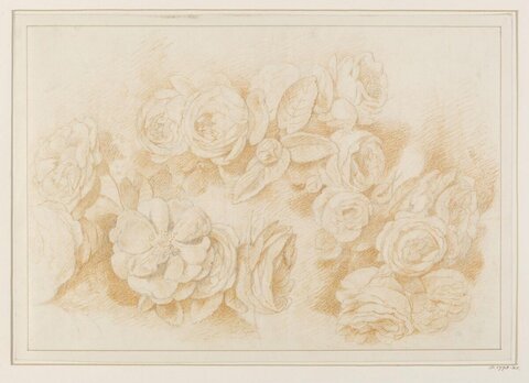 Sketch of Various Roses