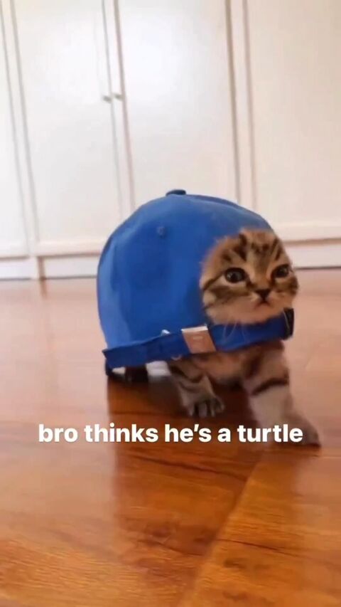 Kitten Wearing Cap Looks Like A Turtle