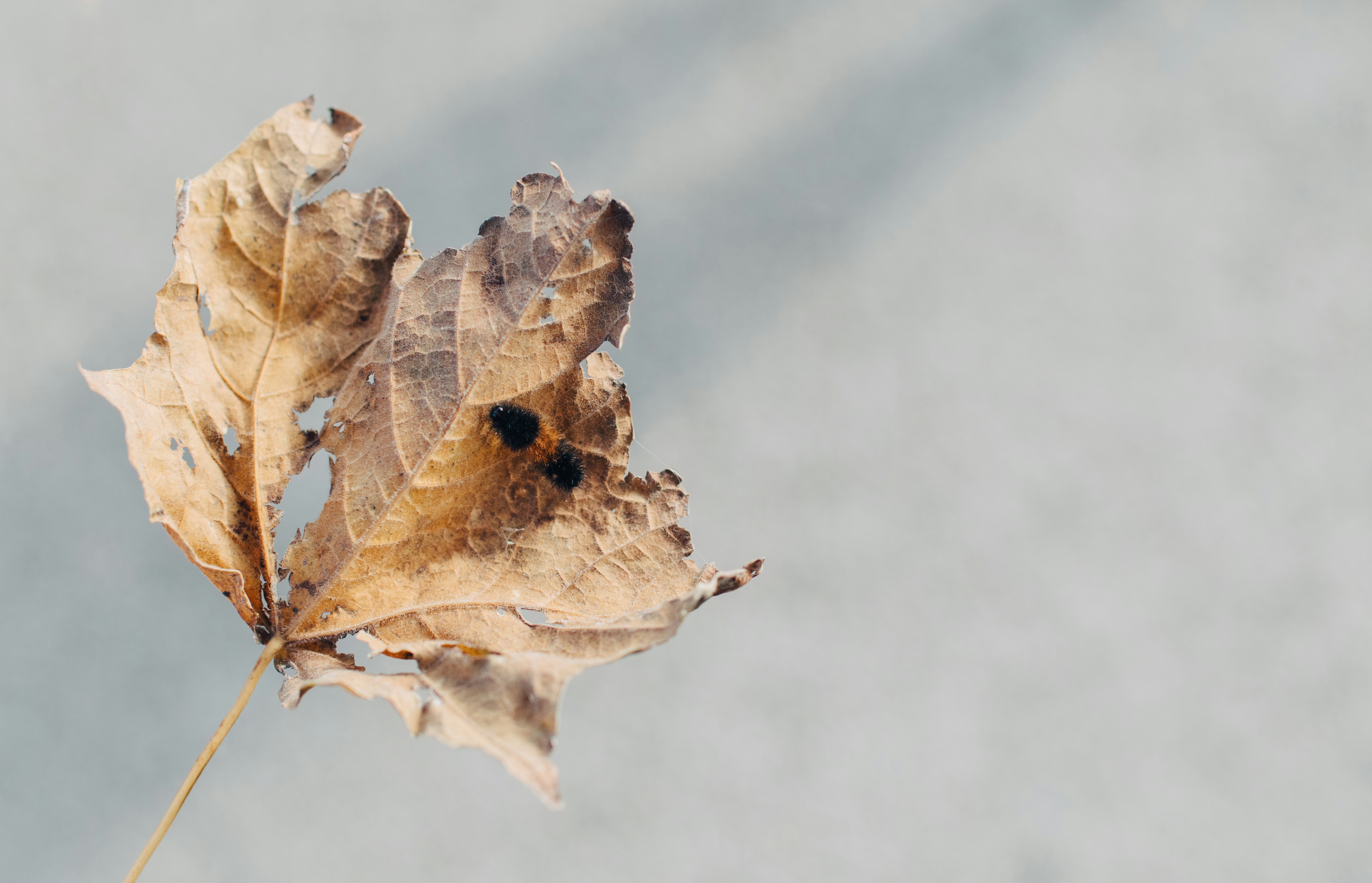 Woolly Bear Caterpillar on Dry Leaf — Phone Backgrounds