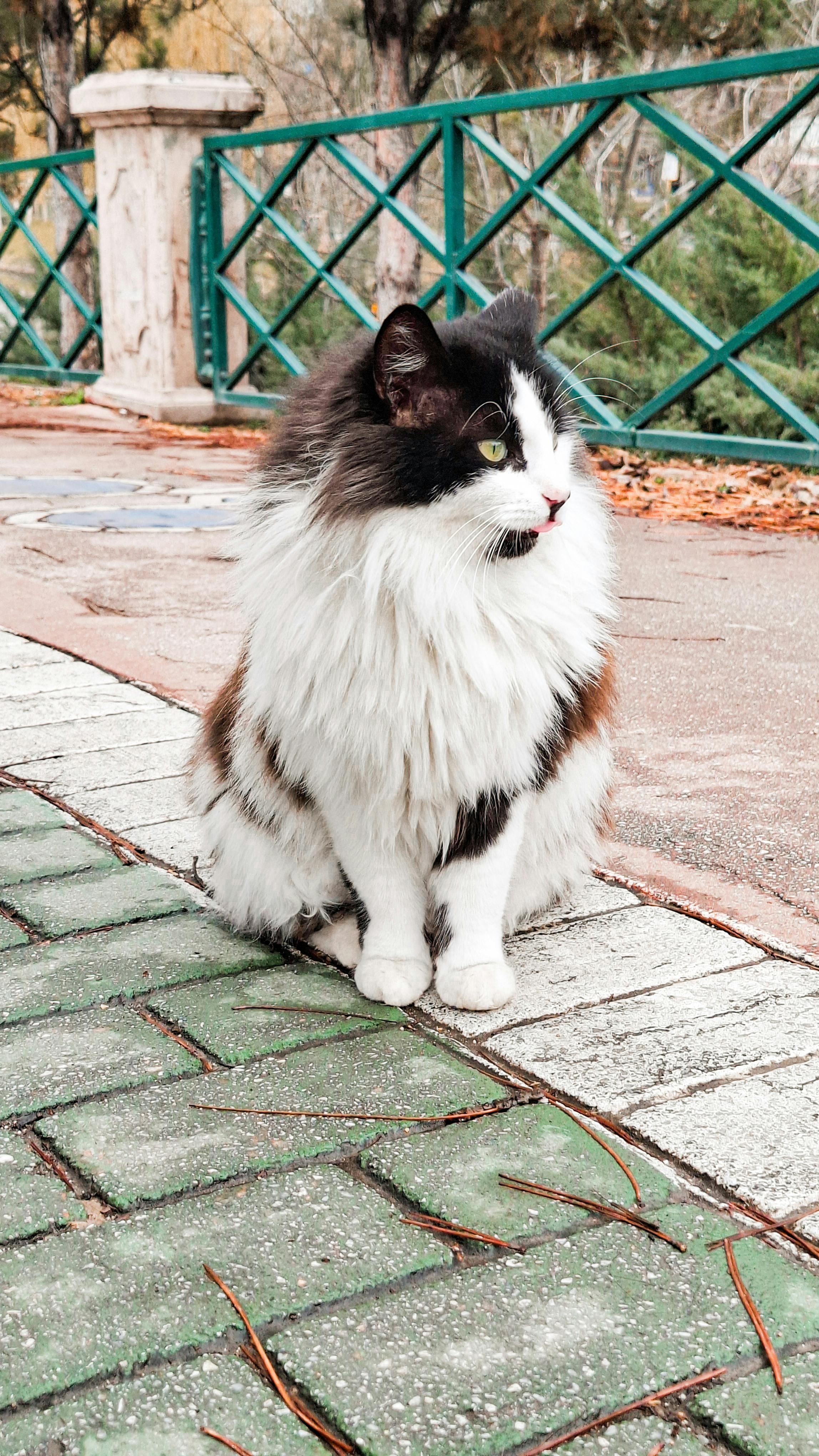 Fluffy Tricolor Cat on Park Pavement