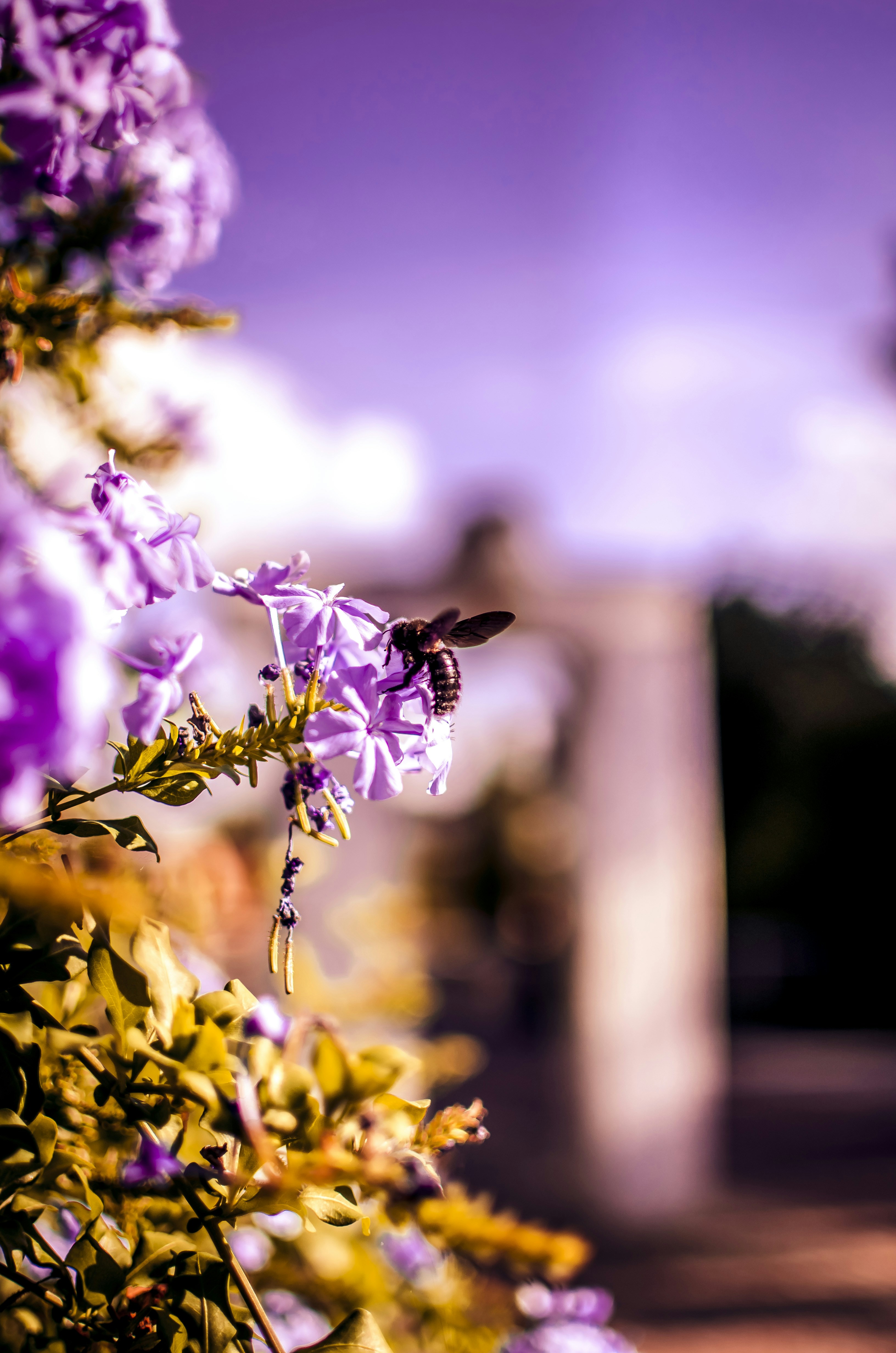 Bee Collecting Nectar on Purple Flowers