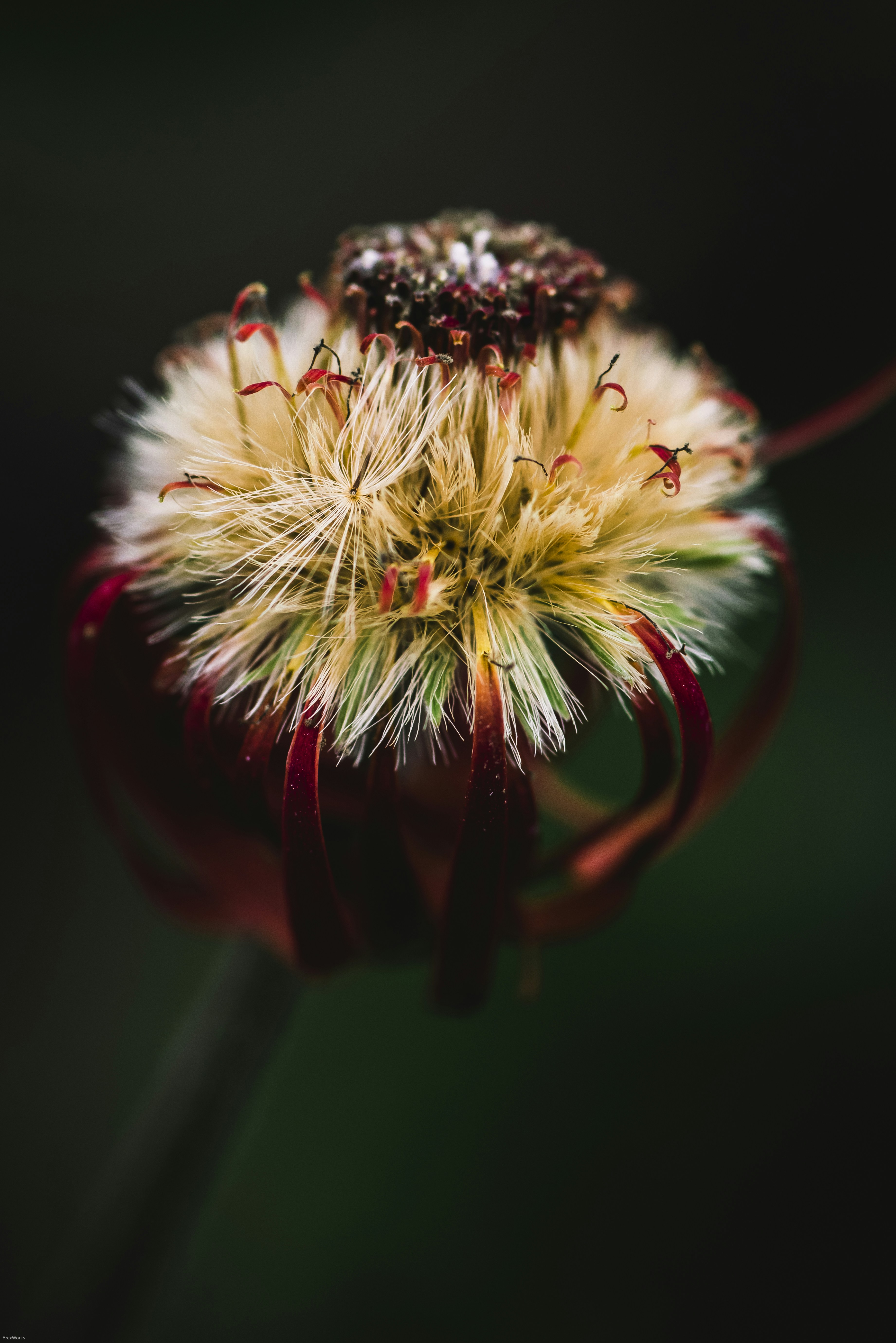 Macro Close-up of Unique Flower