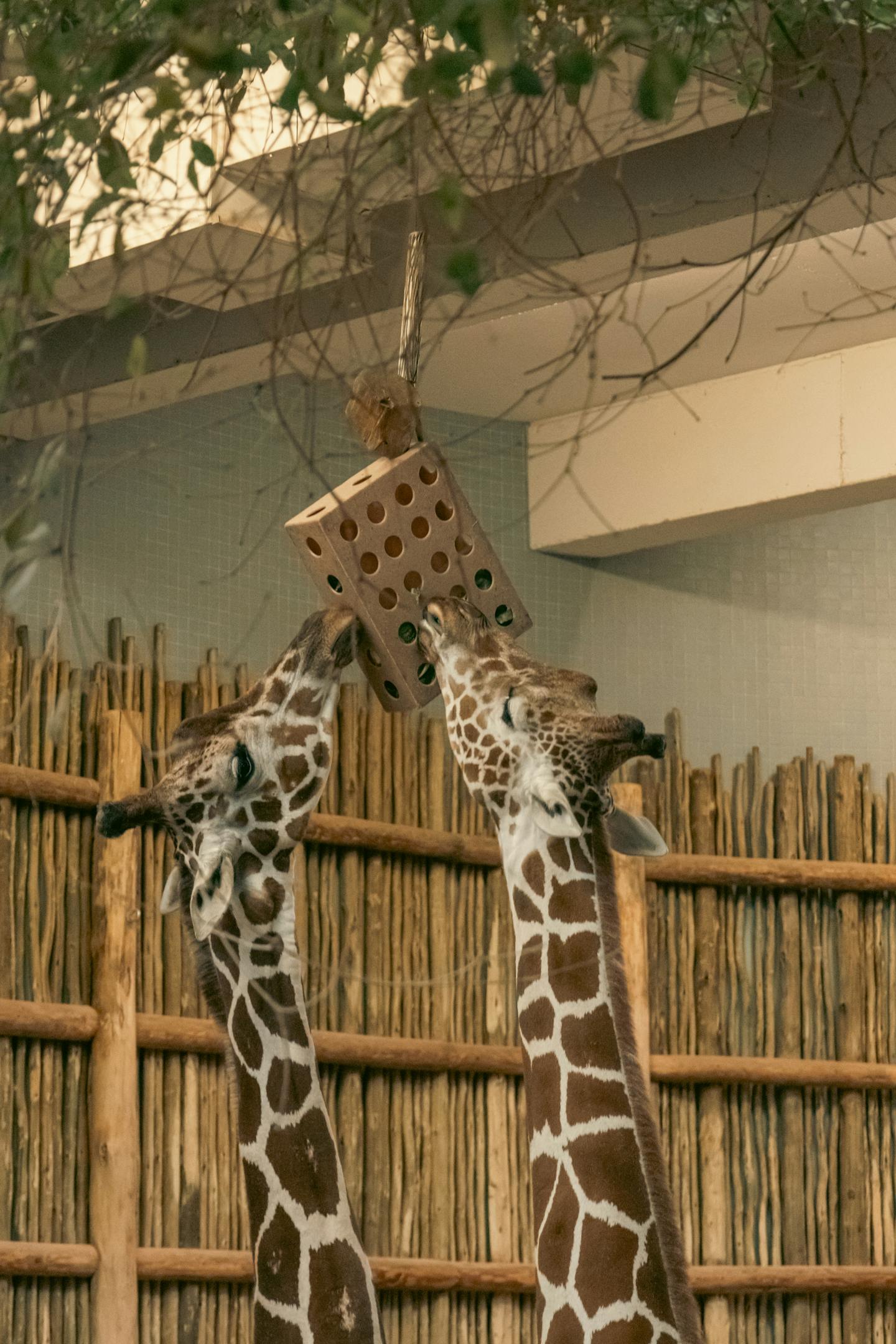 Two Giraffes Feeding at Zoo Enclosure