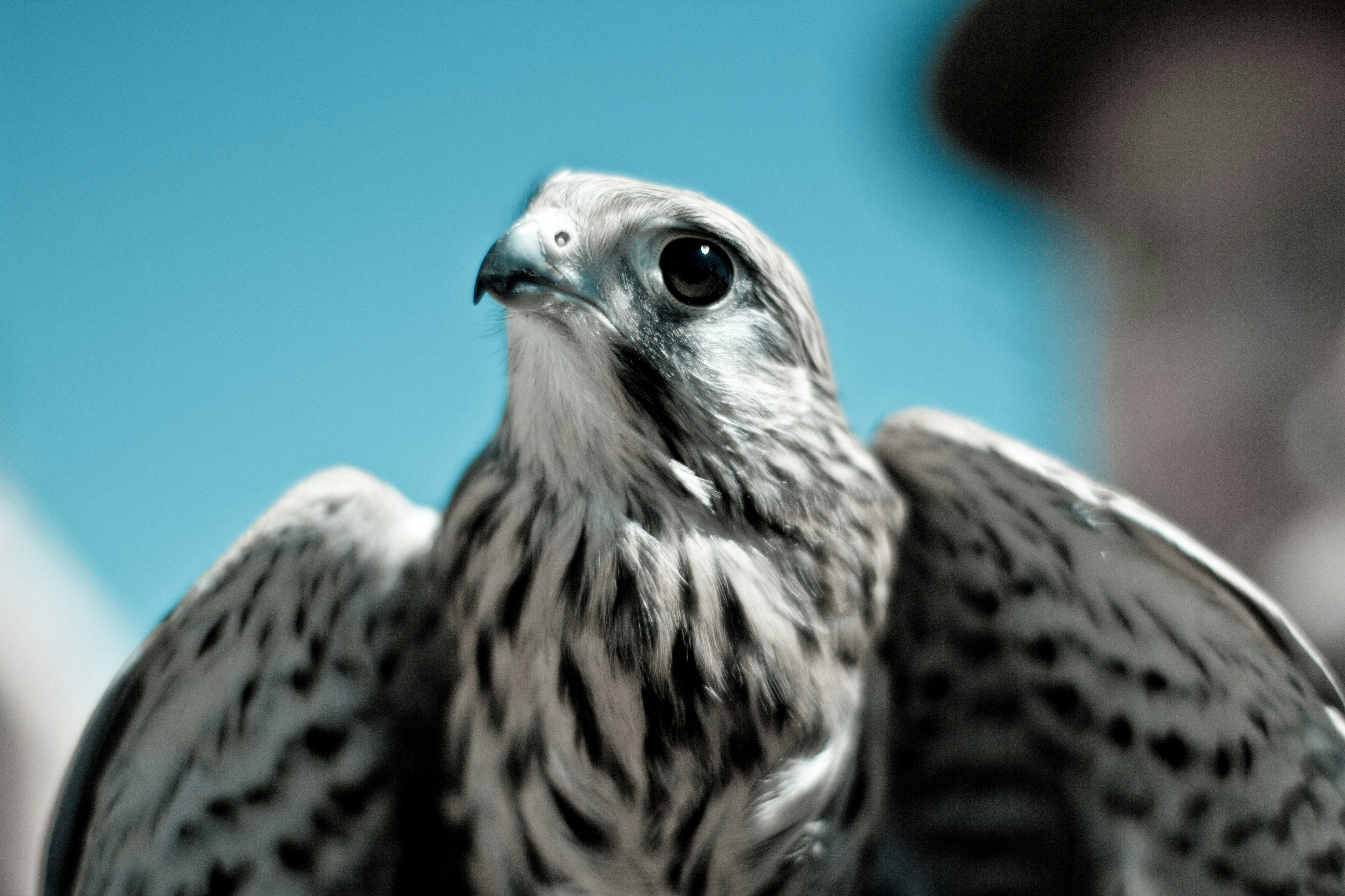 Close-up Portrait of a Falcon