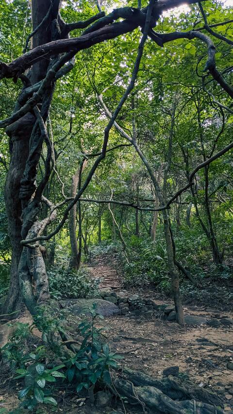 Dirt Hiking Trail in Dense Forest