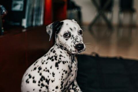 Indoor Dalmatian Dog Portrait