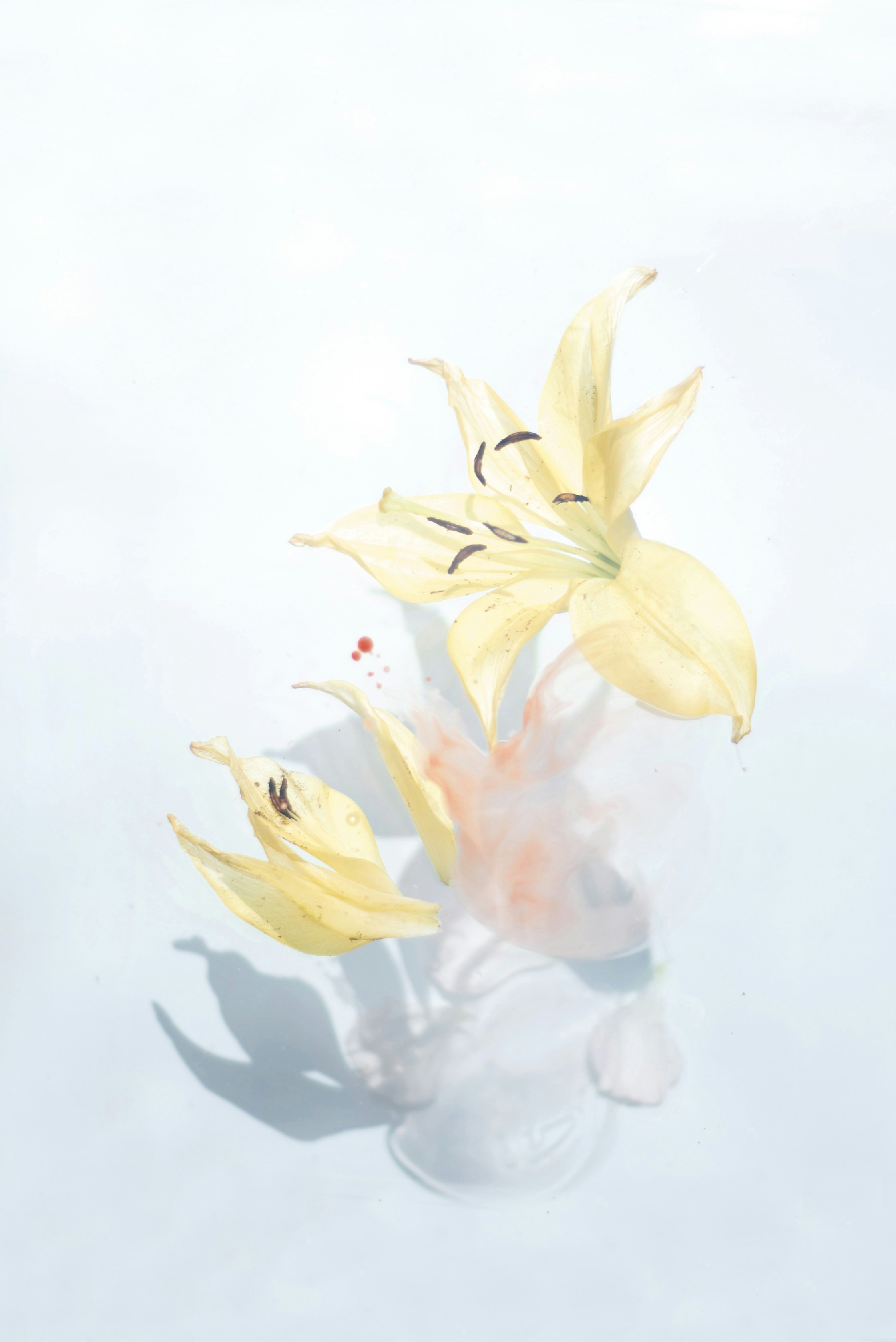Yellow Lilies in Pale Water