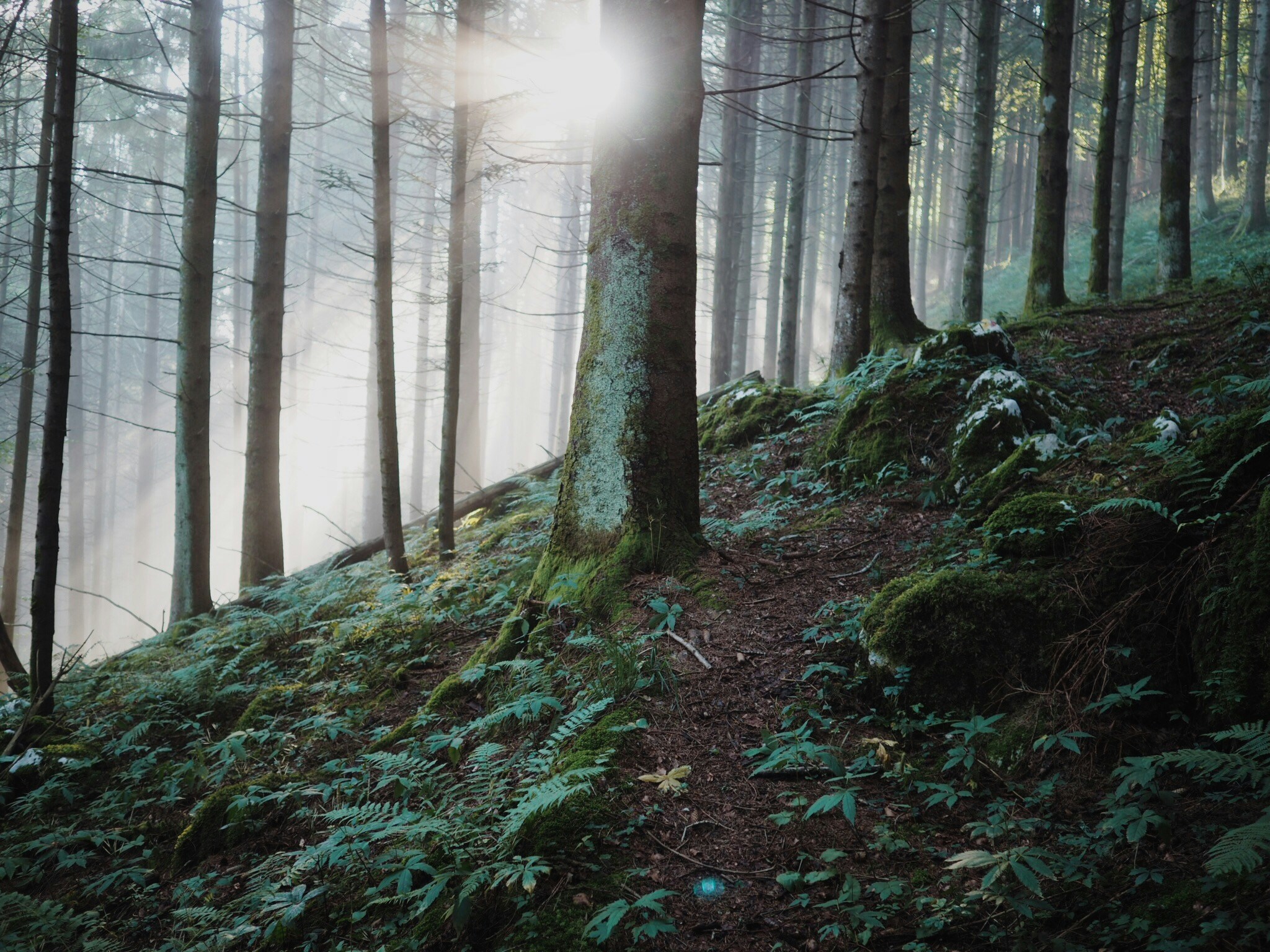 Misty Forest Slope with Sunbeams
