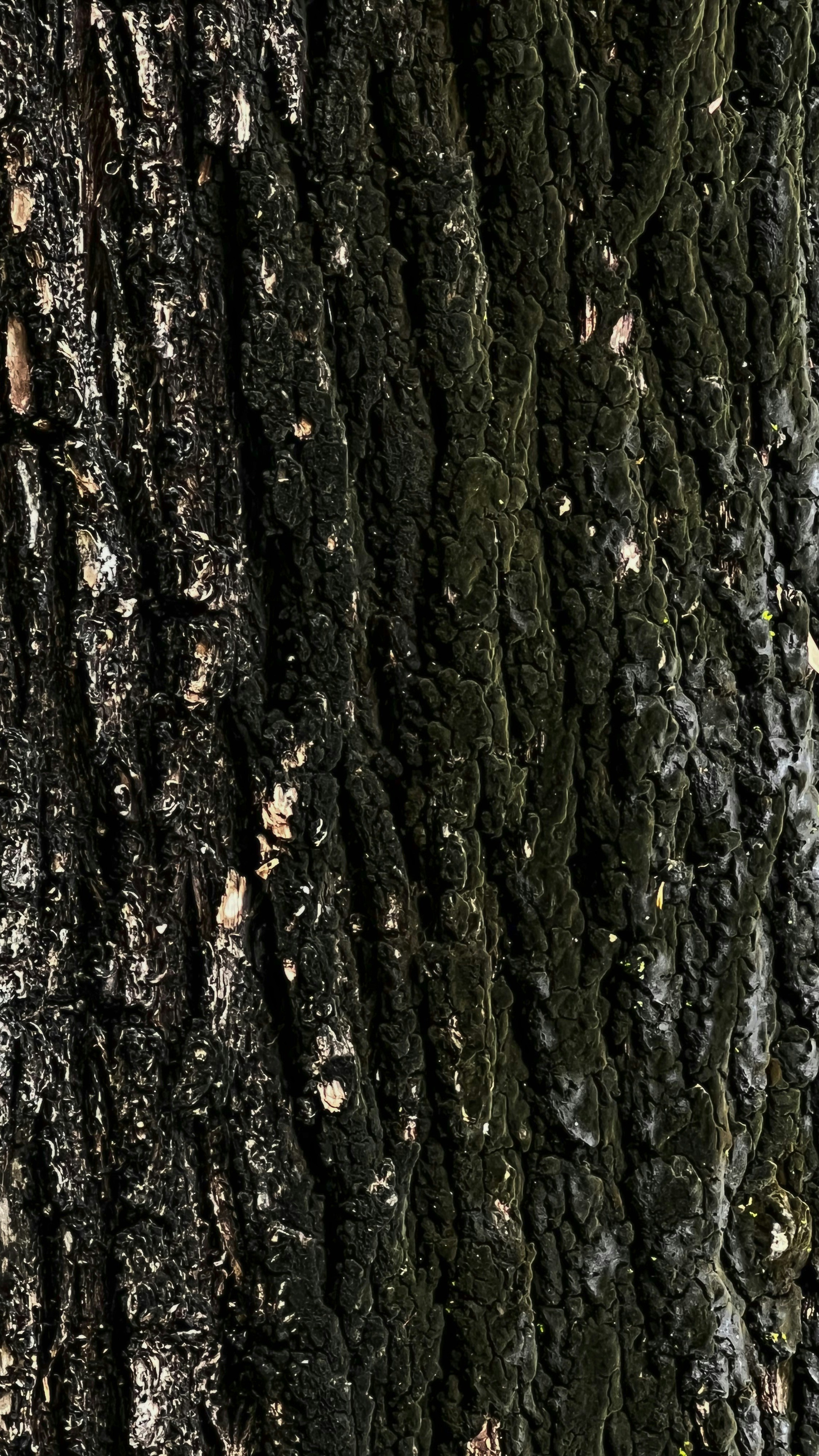 Mossy Tree Bark Texture