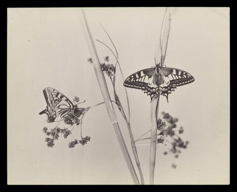 Two Swallowtail Butterflies on Grasses