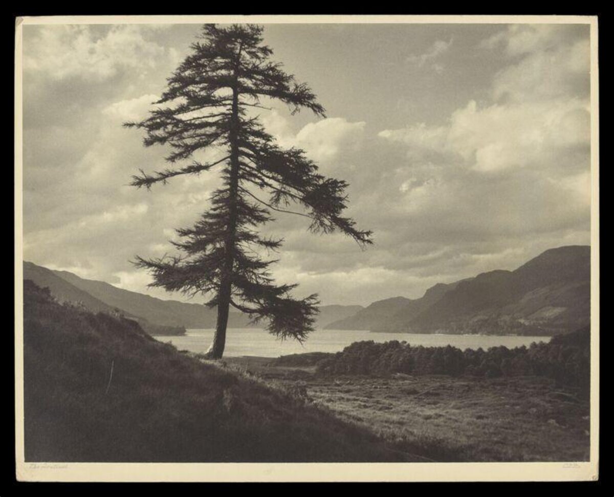 Lone Pine by Lakeside Mountains