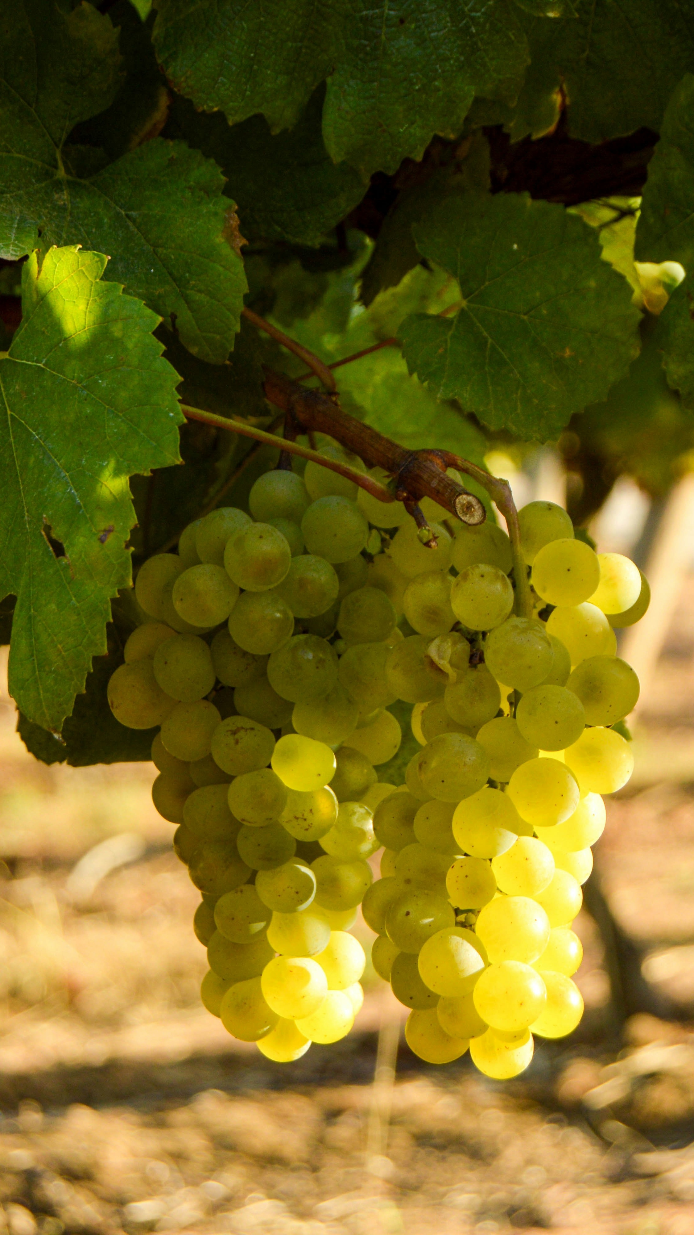 Ripe White Grapes on the Vine