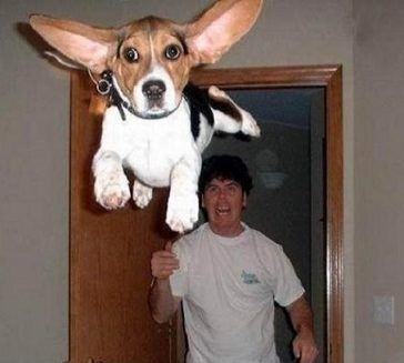 Image 24175 — Funny