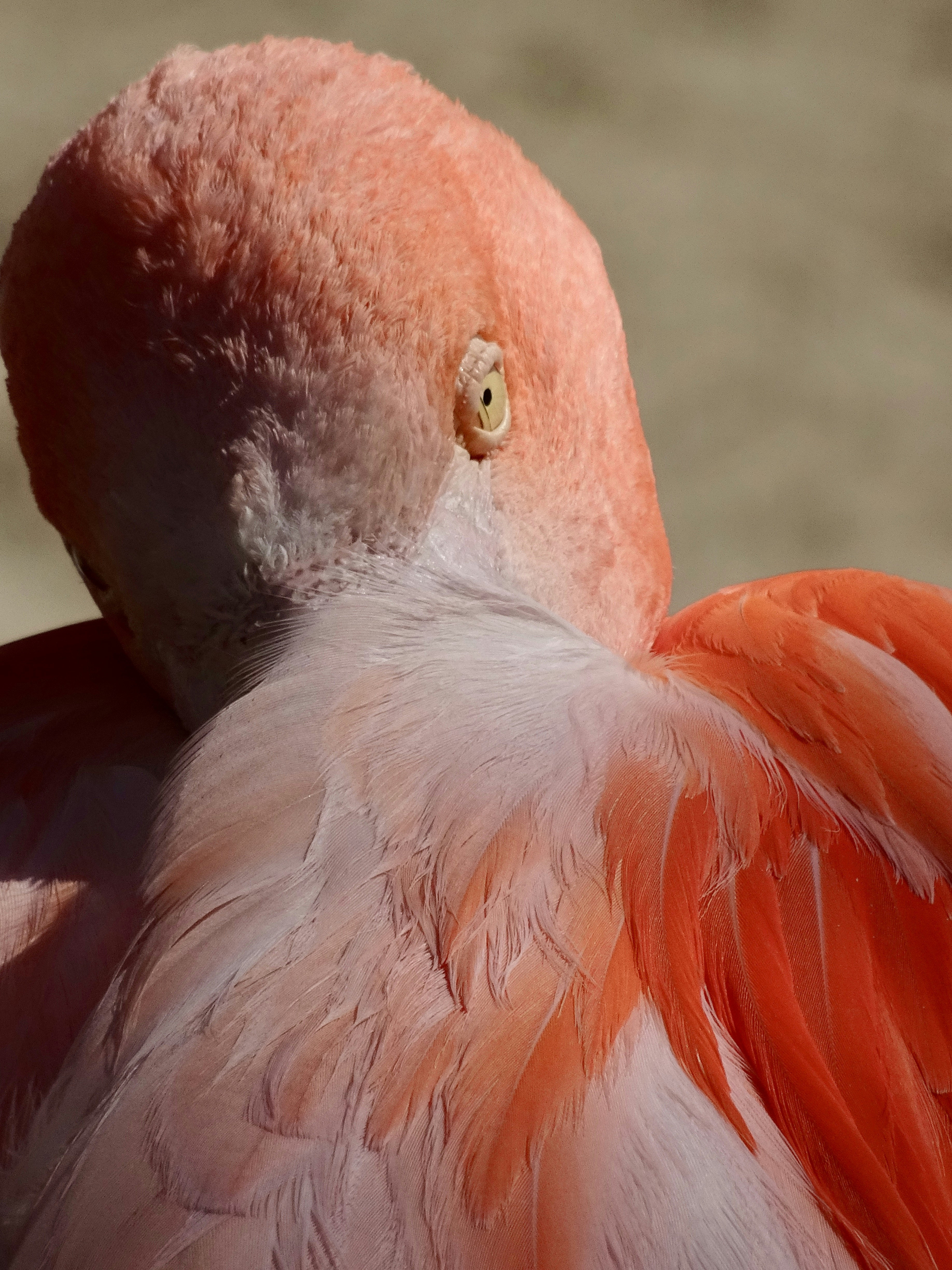 Close-up of Resting Flamingo