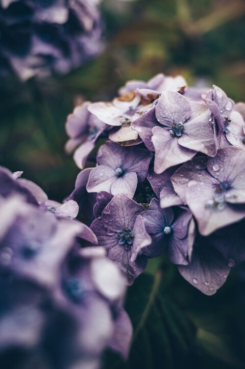 Dewy Purple Hydrangea Close-up