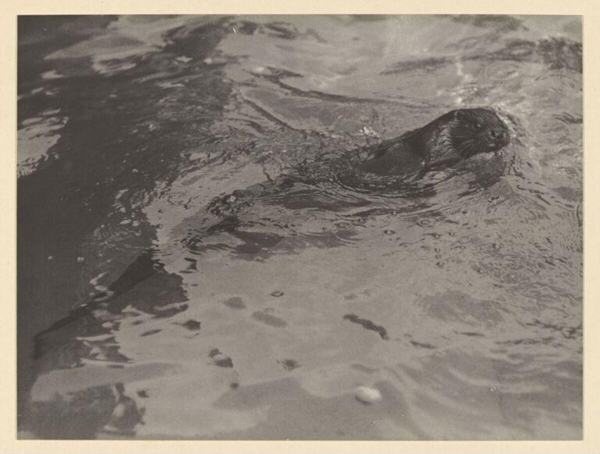 Otter Swimming in Open Water