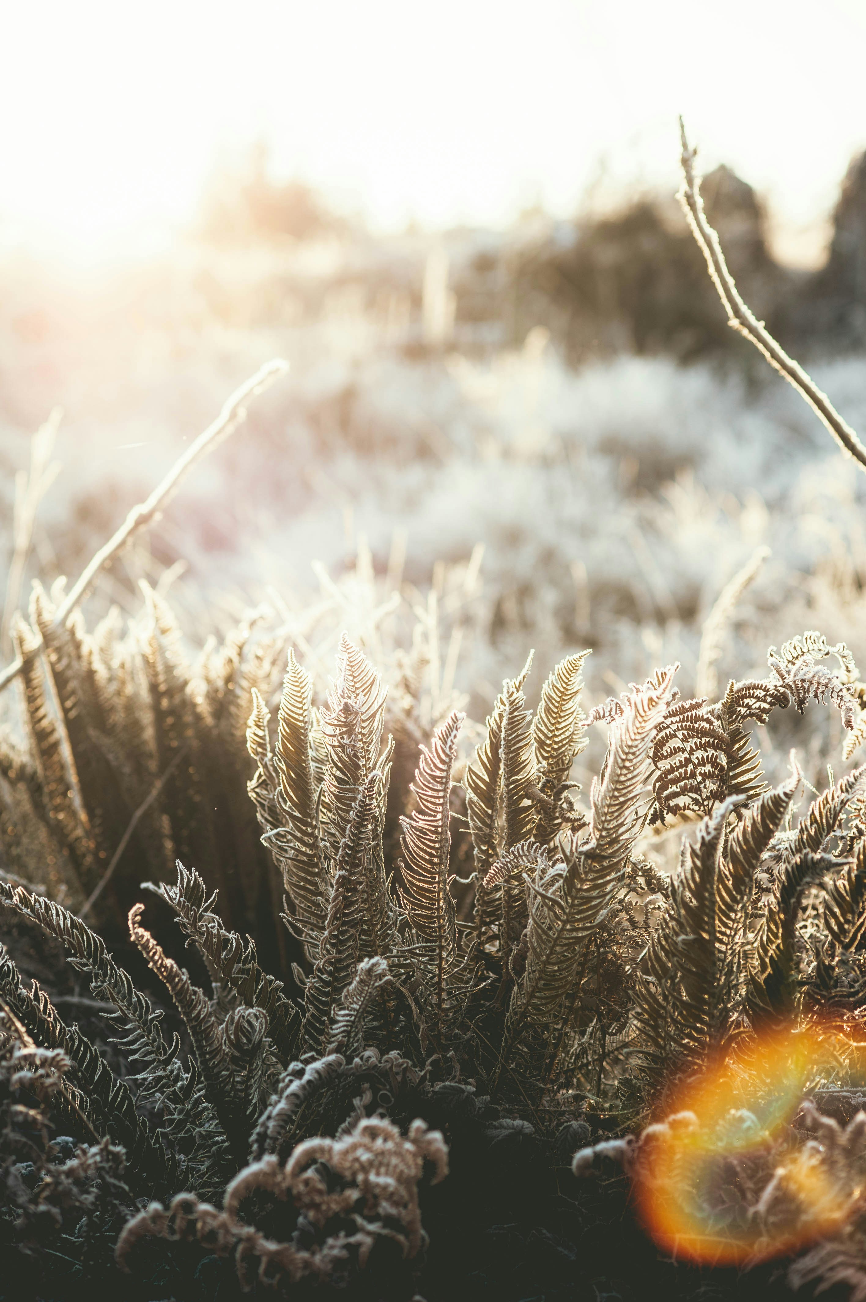 Frosted Ferns in Morning Sunlight