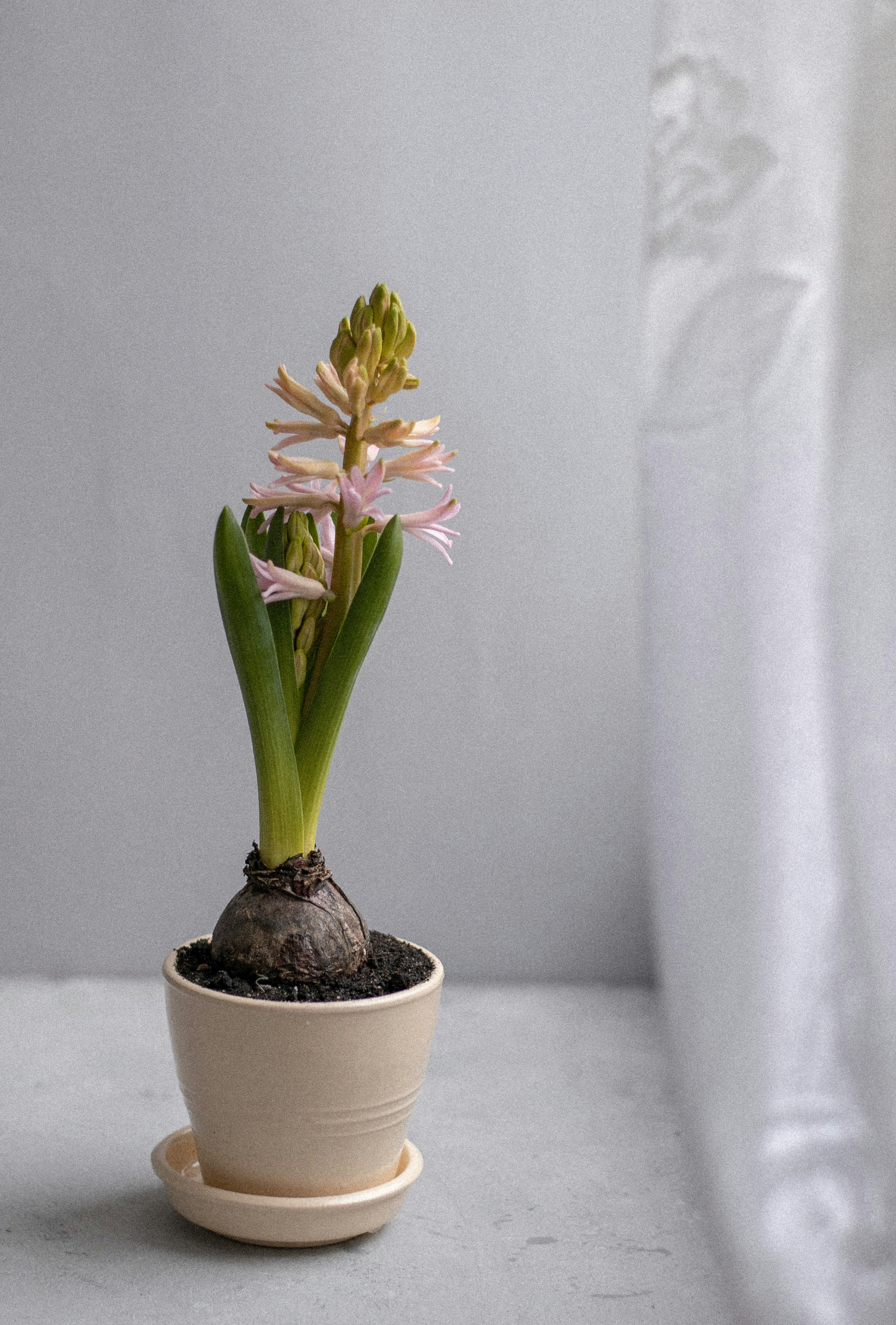 Potted Pink Blooming Hyacinth