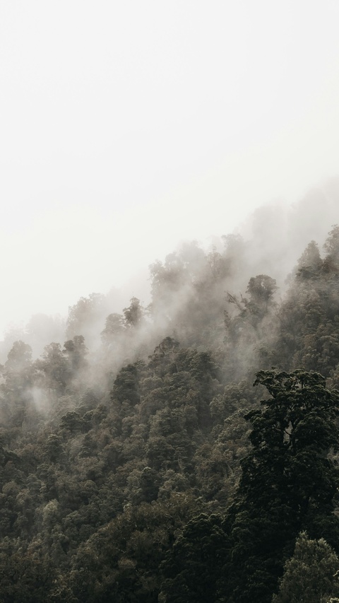 Foggy Forested Mountain Slope