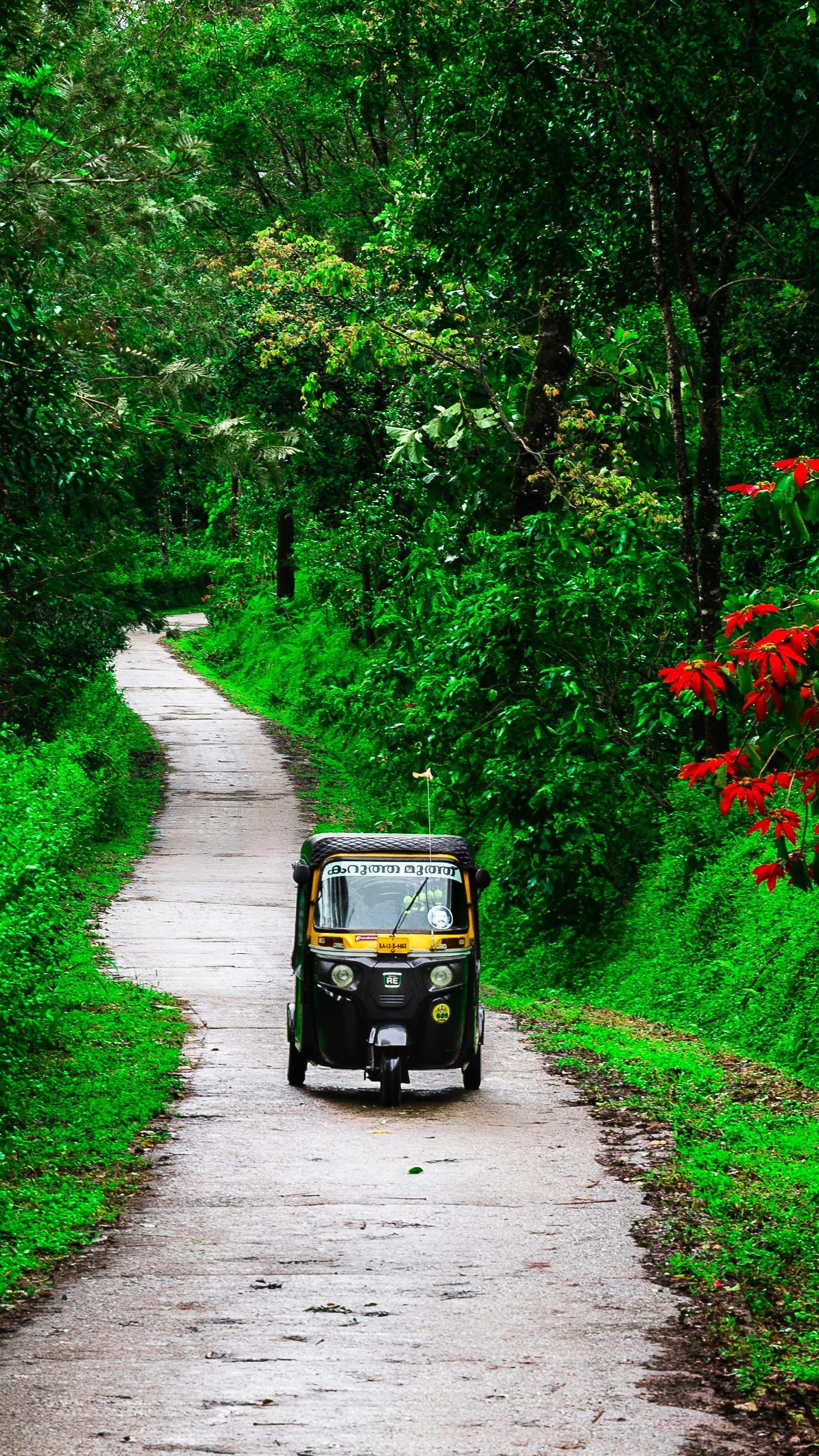 Auto Rickshaw on Forest Path