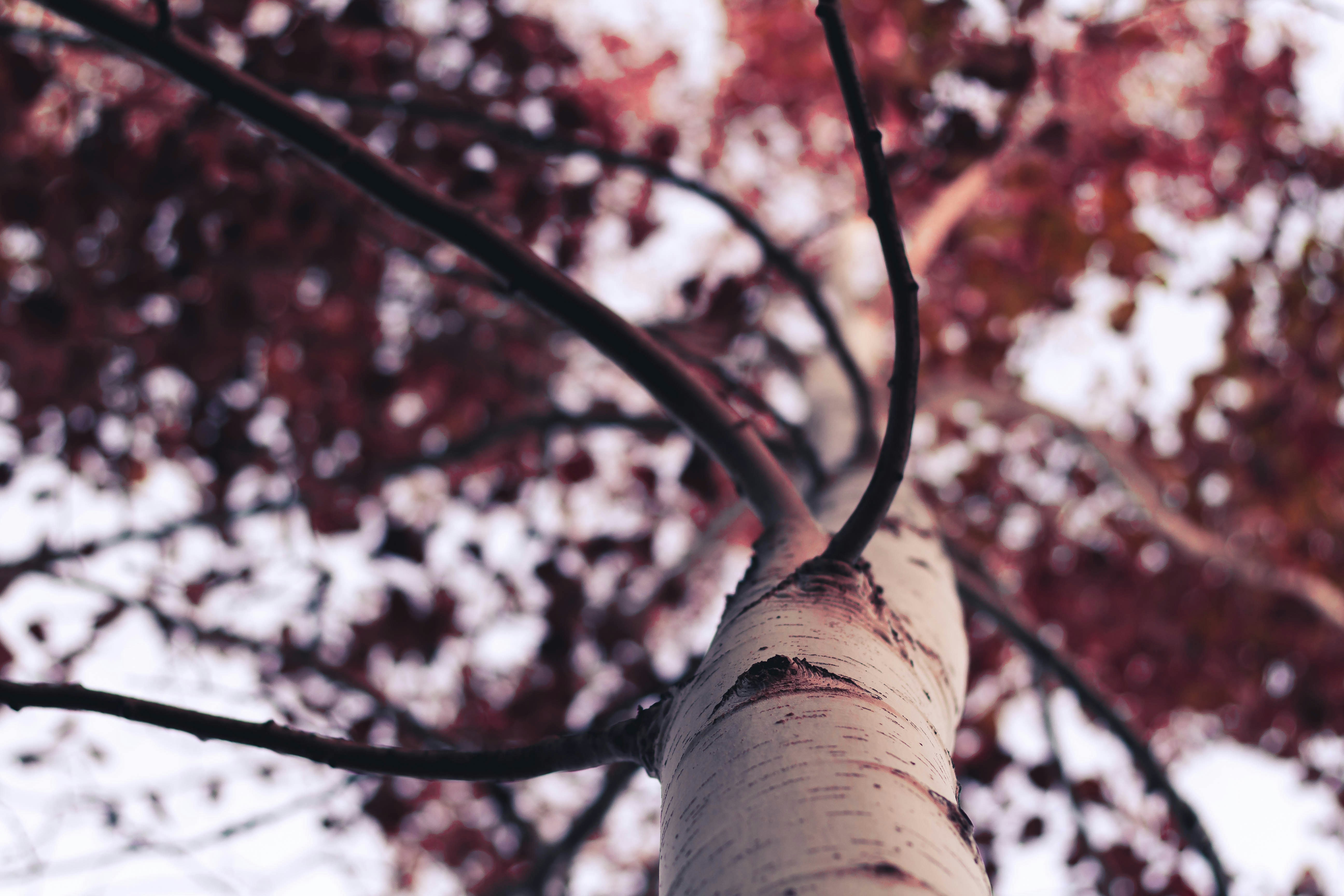 Low Angle View of Red Birch Tree