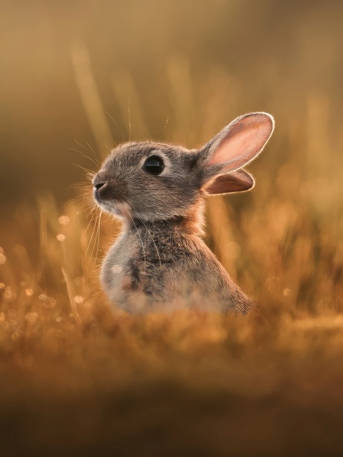 Baby Rabbit in Golden Grass