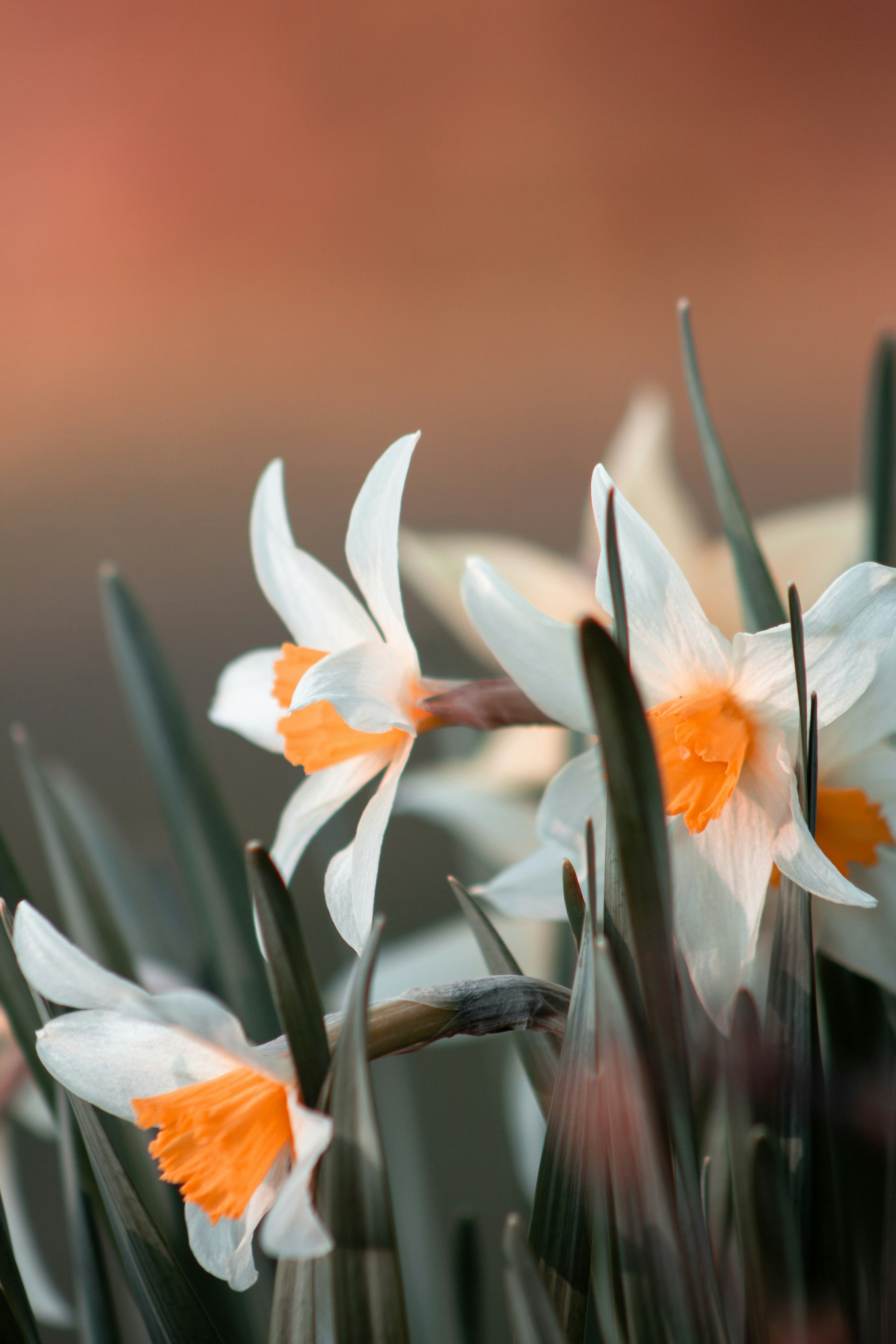 White Orange Daffodils in Bloom