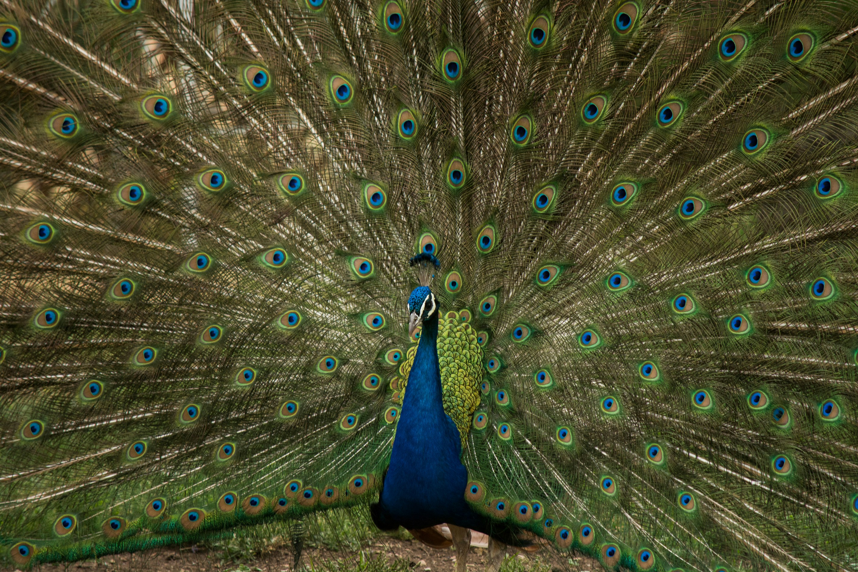 Peacock Displaying Fanned Tail Feathers