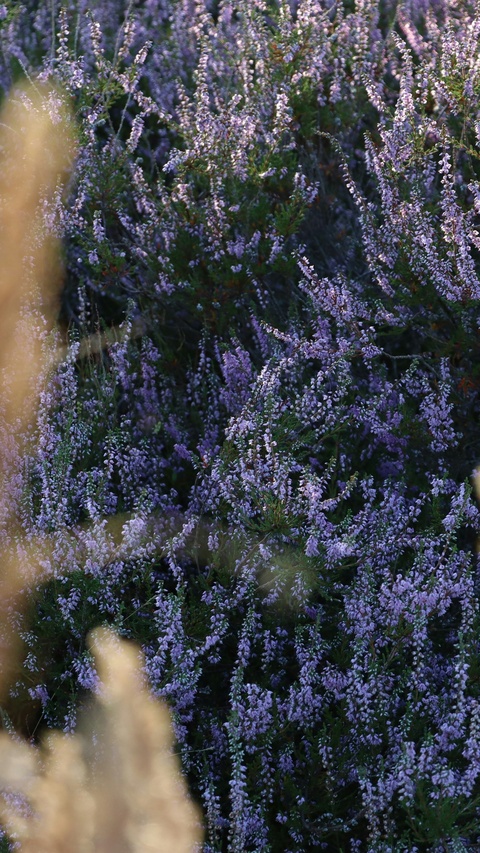 Blooming Purple Heather Field
