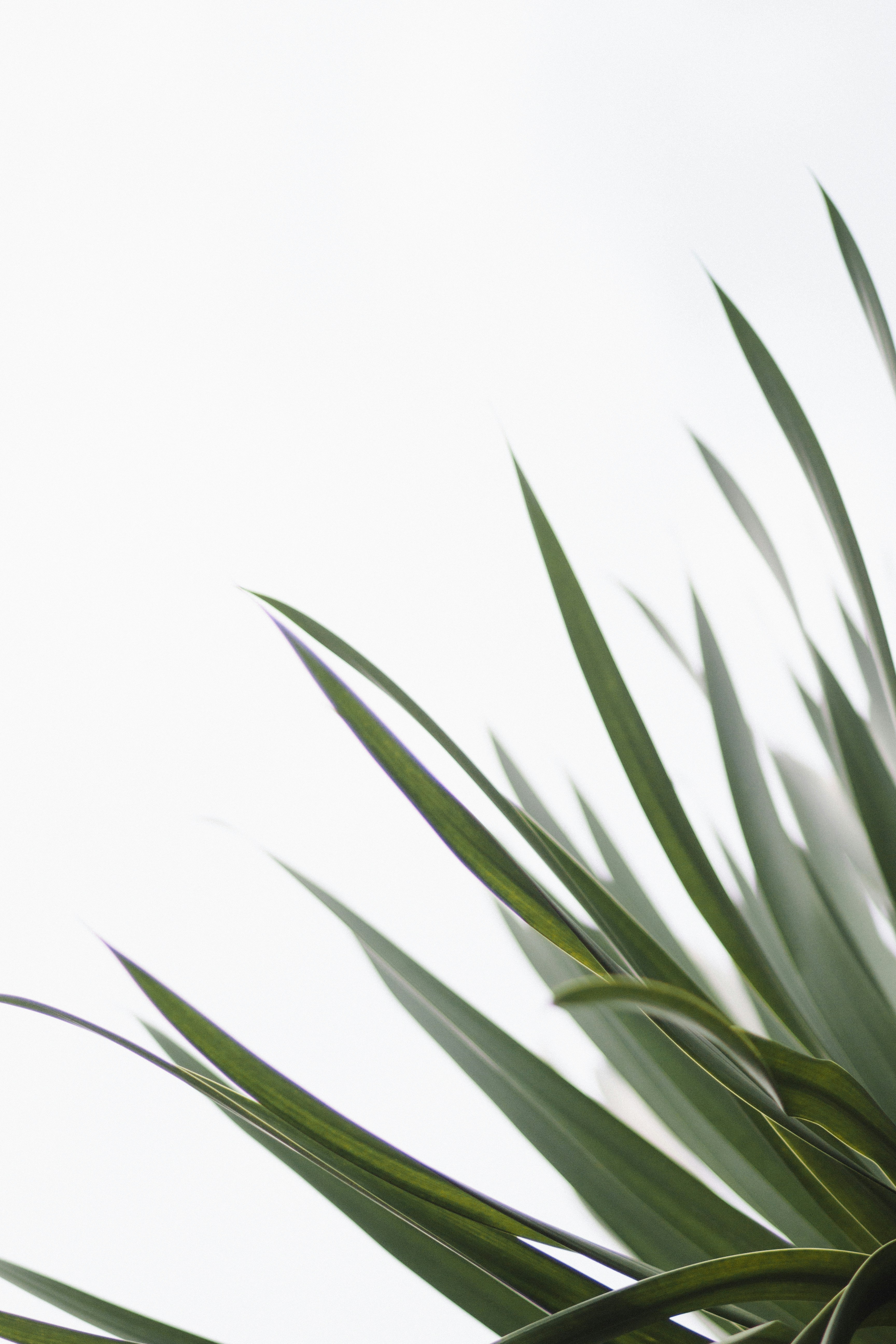 Green Slender Leaves Against White Background