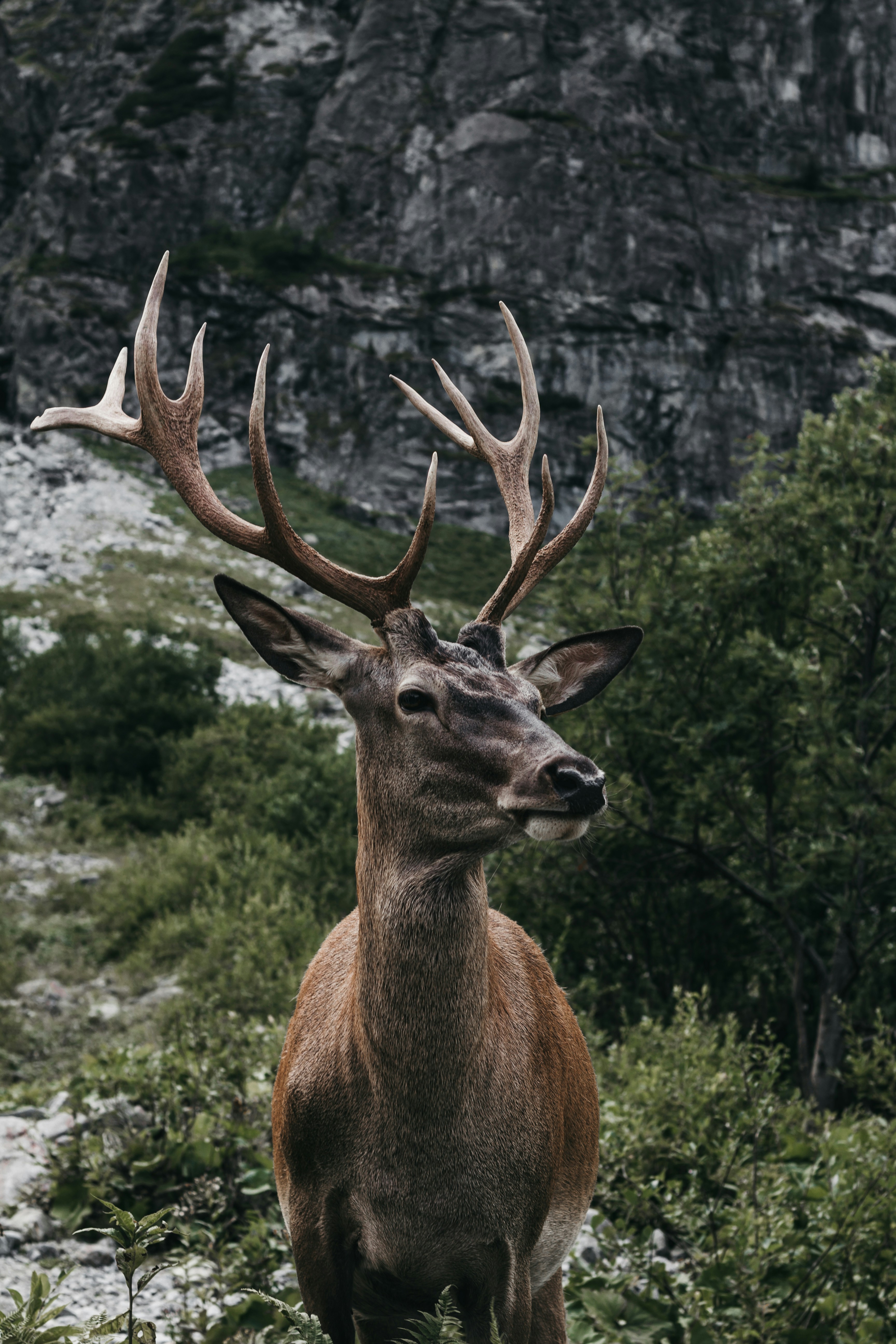 Red Deer Stag in Mountain Wilderness