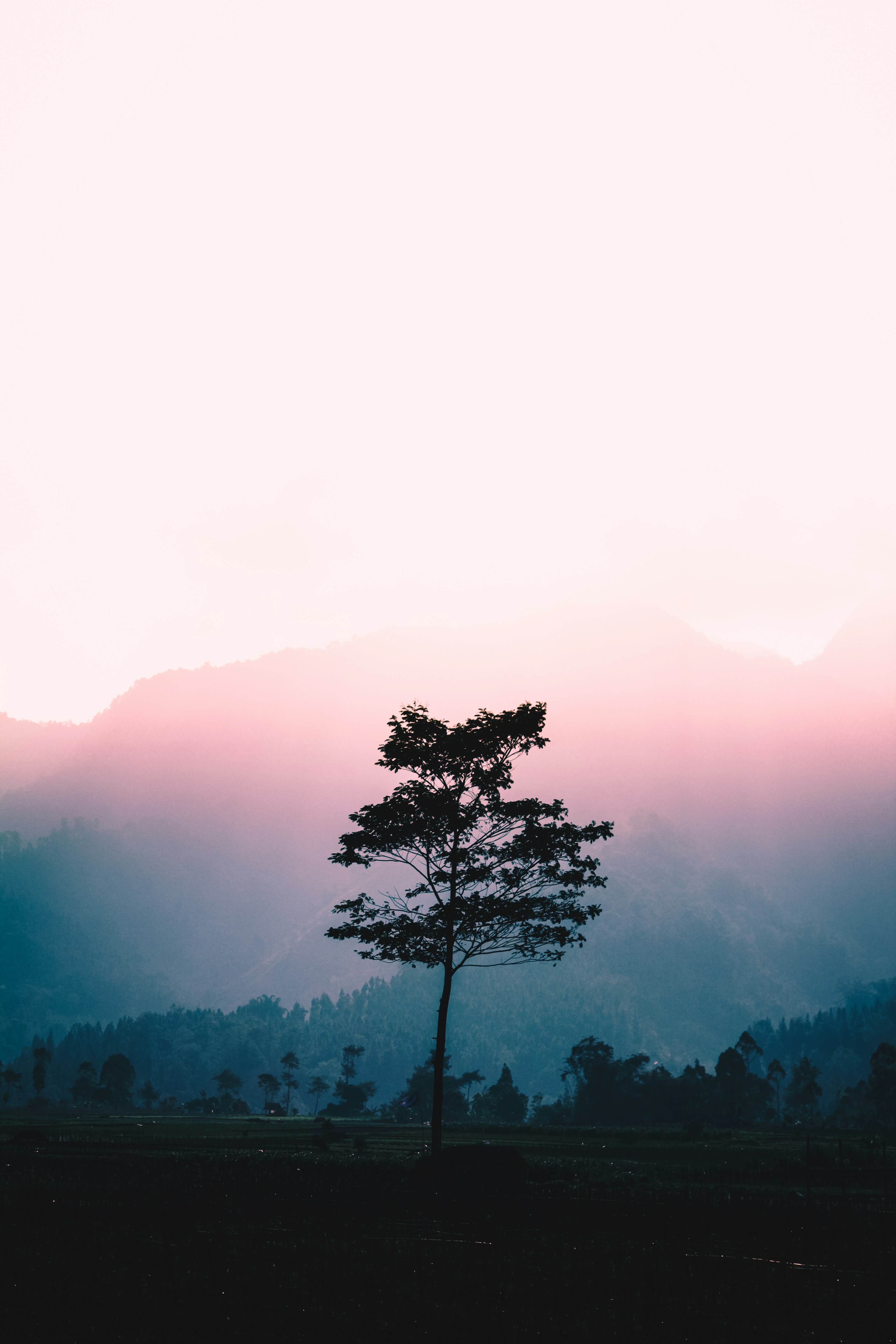 Lone Tree Before Misty Mountains