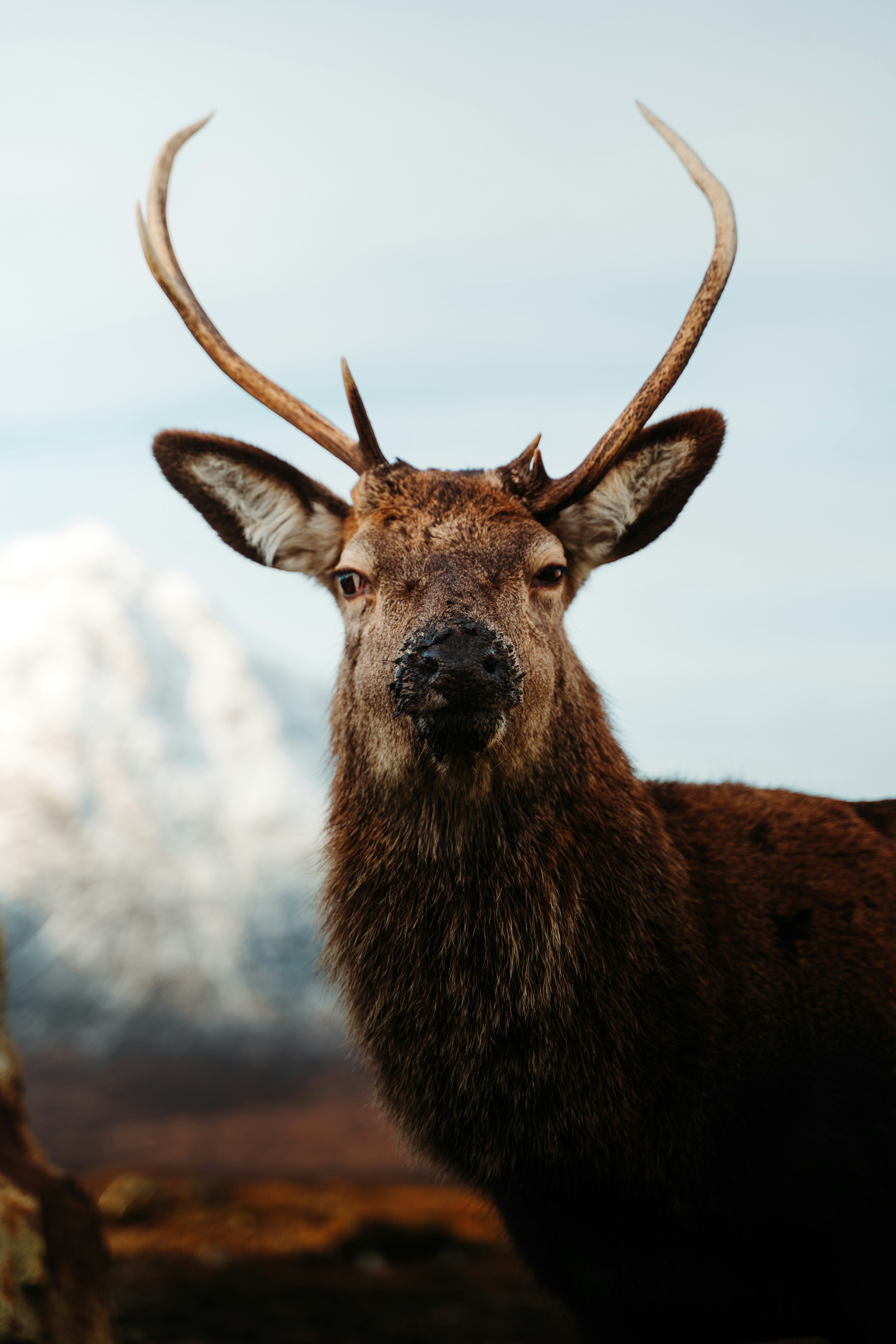 Close-up Portrait of Wild Stag