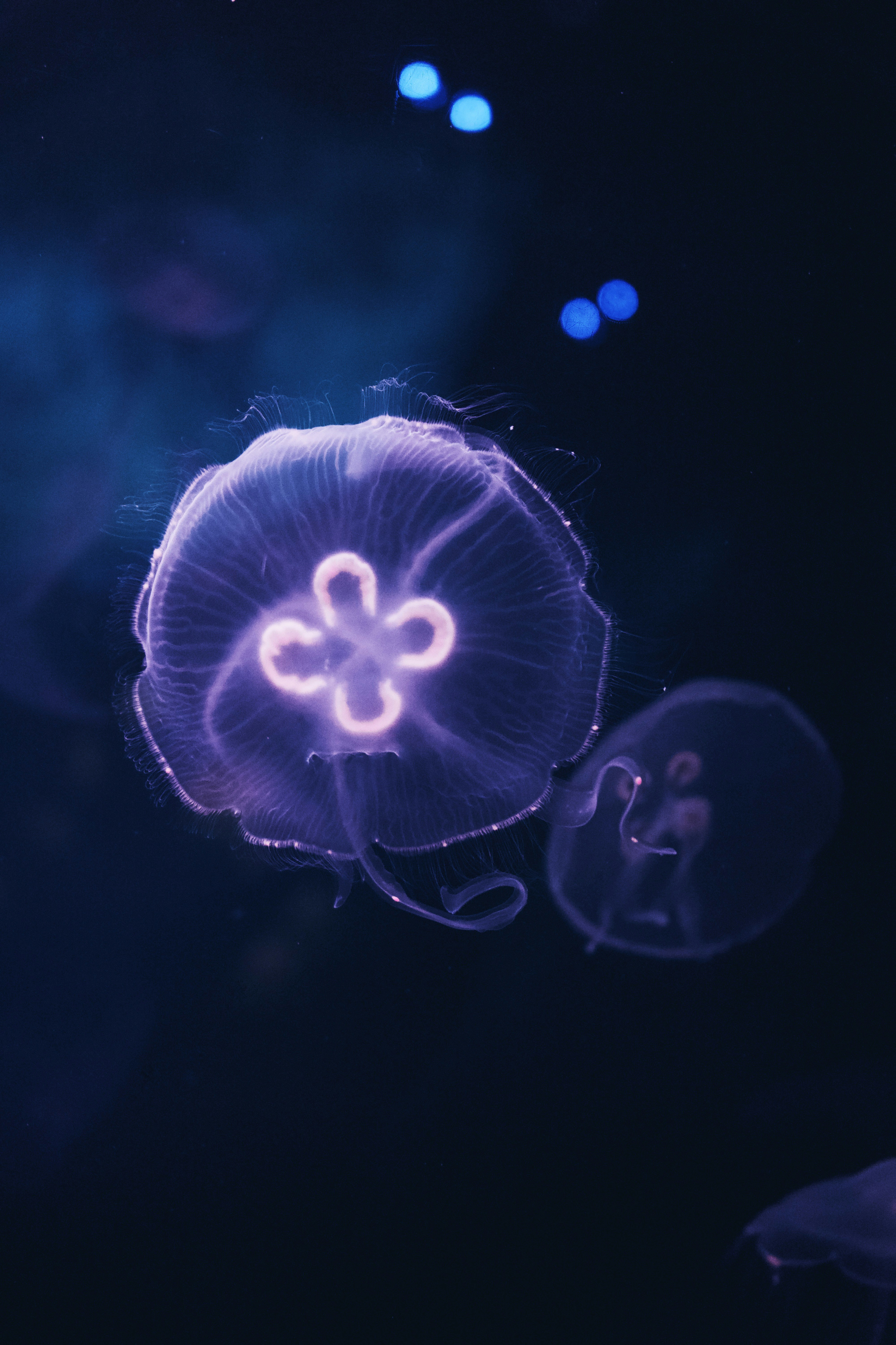 Glowing Moon Jellyfish Underwater