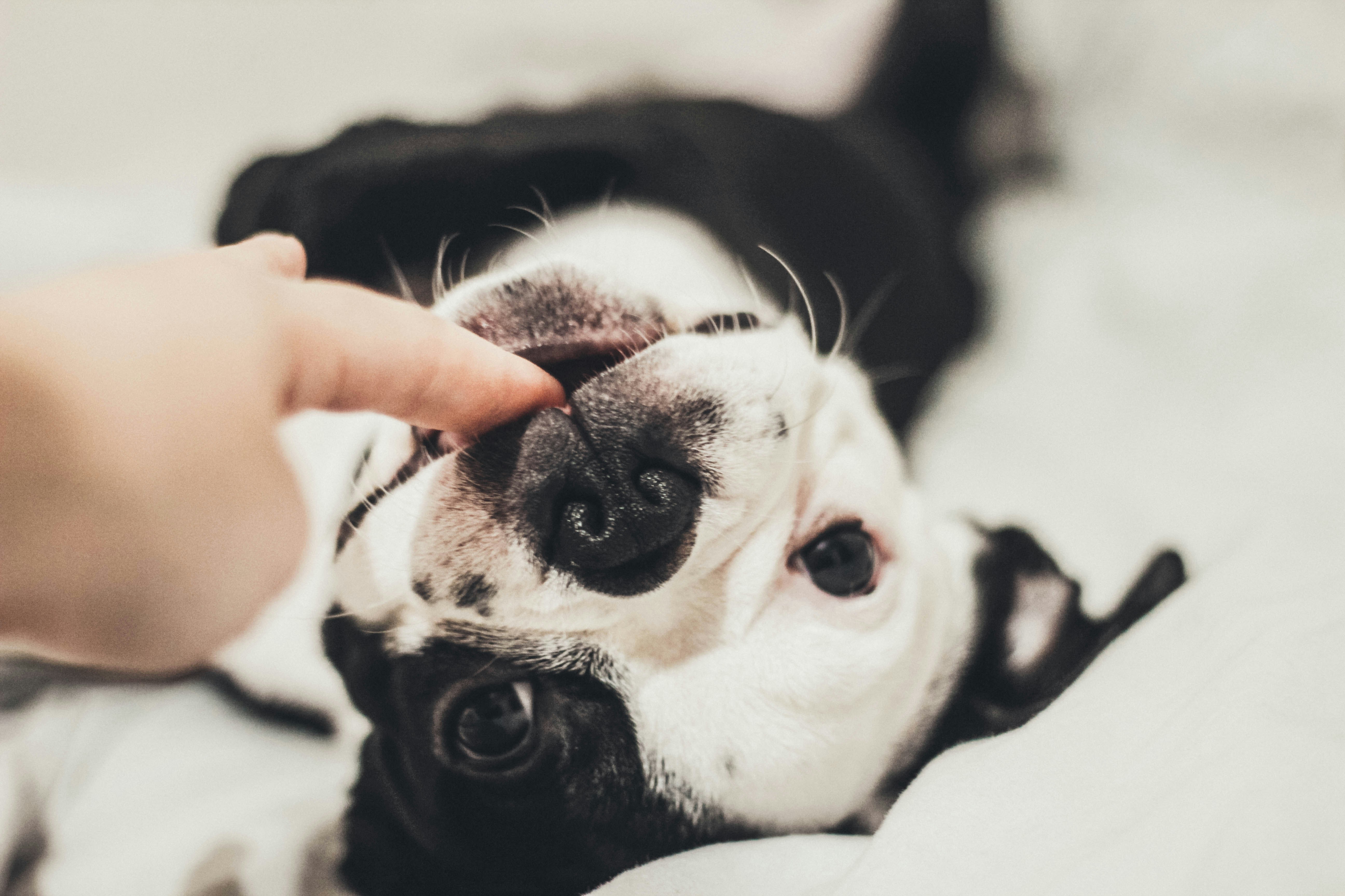 Hand Interacting With Upside Down Dog