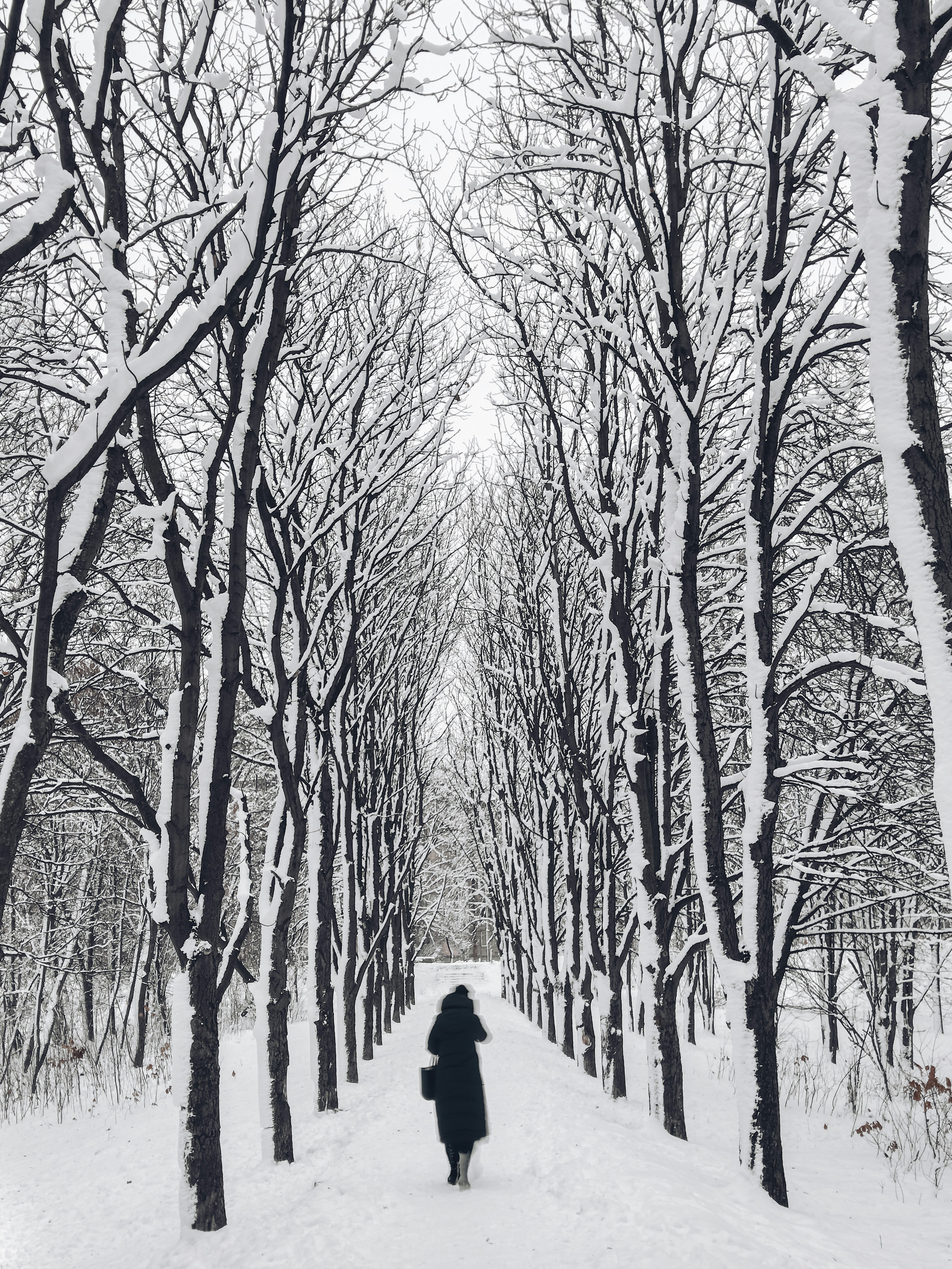 Walking on Snowy Tree-lined Path